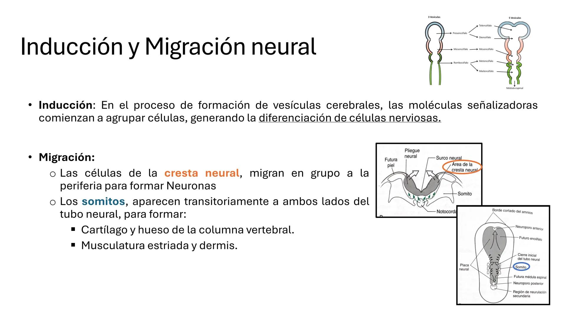 *
Universidad
Católica
Silva
Henríquez
Facultad Ciencias de la Salud
Carrera de Kinesiología
Morfología I
Unidad IV: Neuroanatomía
Clase 11.
