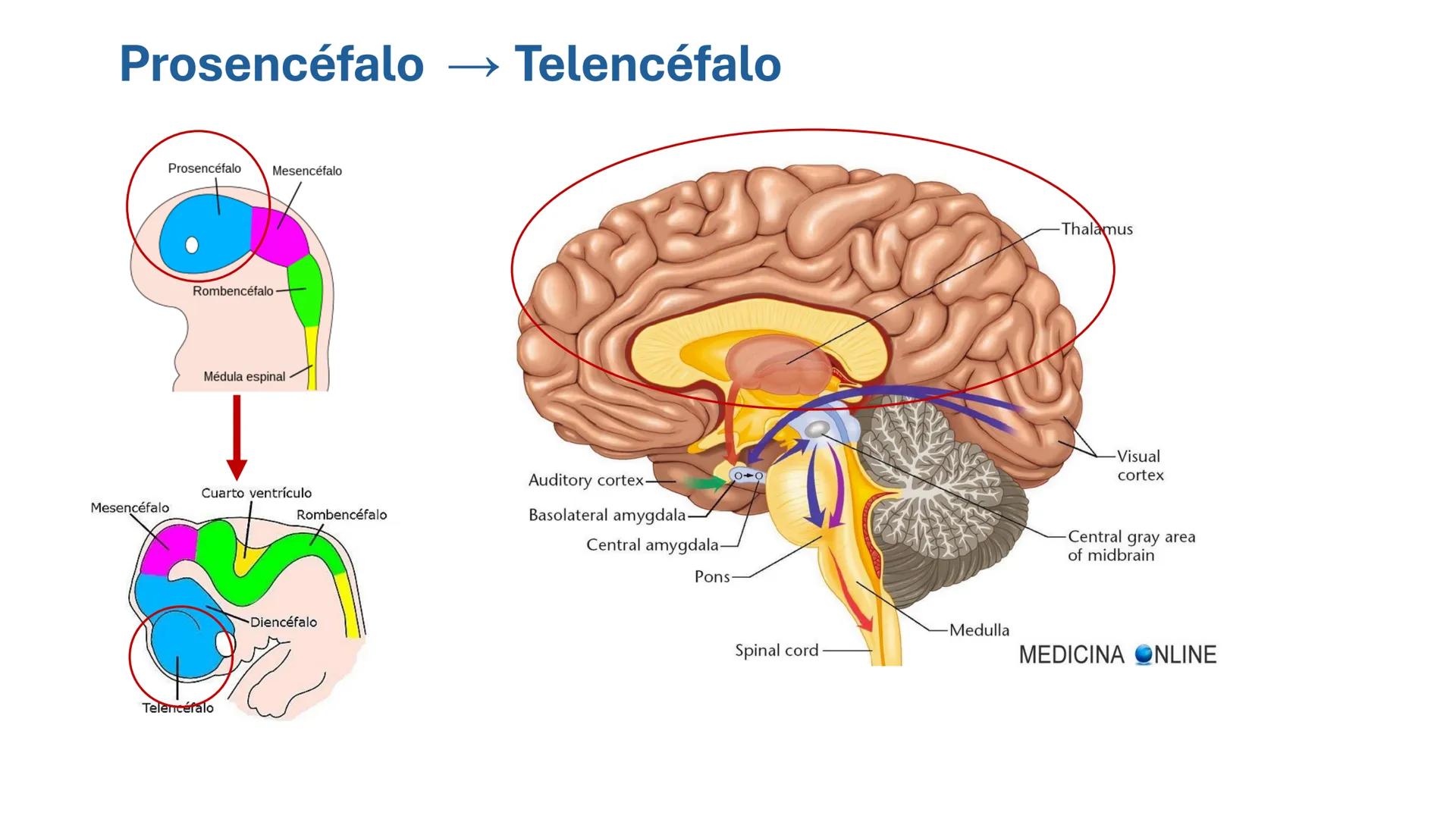 *
Universidad
Católica
Silva
Henríquez
Facultad Ciencias de la Salud
Carrera de Kinesiología
Morfología I
Unidad IV: Neuroanatomía
Clase 11.