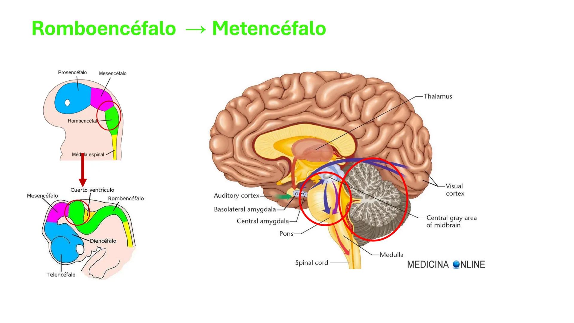 *
Universidad
Católica
Silva
Henríquez
Facultad Ciencias de la Salud
Carrera de Kinesiología
Morfología I
Unidad IV: Neuroanatomía
Clase 11.
