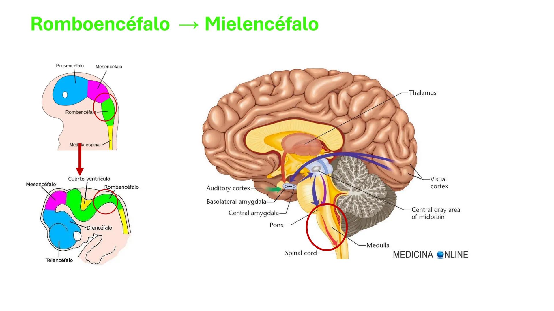 *
Universidad
Católica
Silva
Henríquez
Facultad Ciencias de la Salud
Carrera de Kinesiología
Morfología I
Unidad IV: Neuroanatomía
Clase 11.