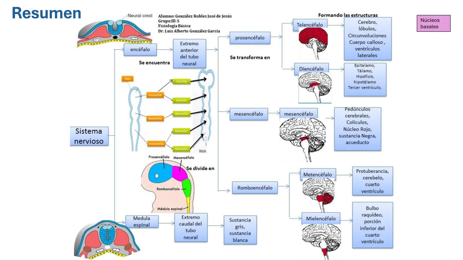 *
Universidad
Católica
Silva
Henríquez
Facultad Ciencias de la Salud
Carrera de Kinesiología
Morfología I
Unidad IV: Neuroanatomía
Clase 11.