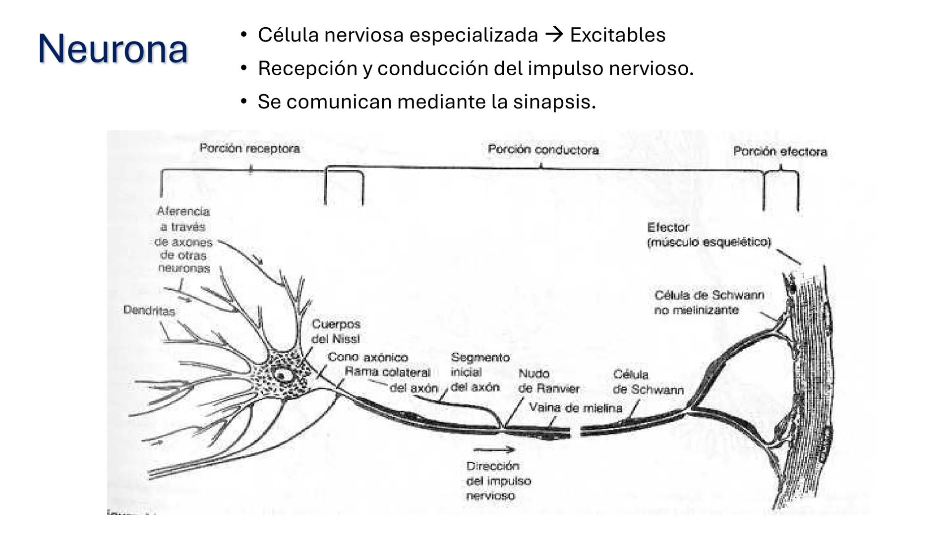 *
Universidad
Católica
Silva
Henríquez
Facultad Ciencias de la Salud
Carrera de Kinesiología
Morfología I
Unidad IV: Neuroanatomía
Clase 11.