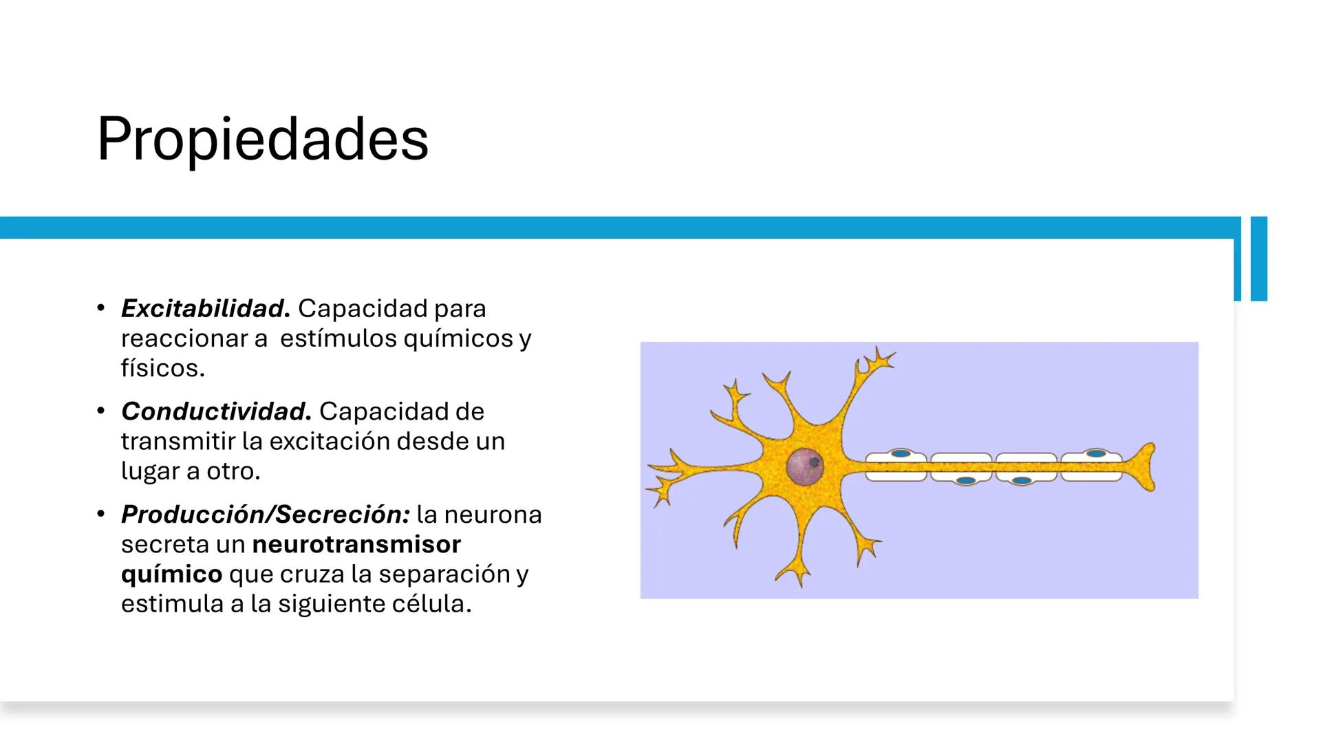 *
Universidad
Católica
Silva
Henríquez
Facultad Ciencias de la Salud
Carrera de Kinesiología
Morfología I
Unidad IV: Neuroanatomía
Clase 11.
