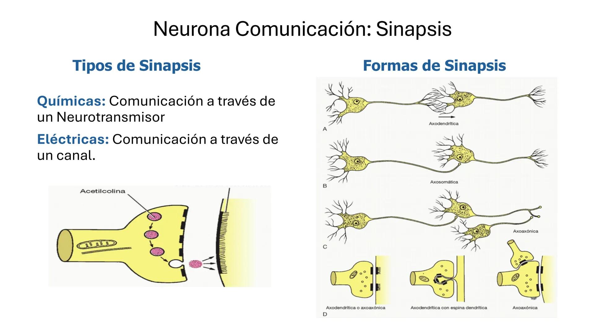 *
Universidad
Católica
Silva
Henríquez
Facultad Ciencias de la Salud
Carrera de Kinesiología
Morfología I
Unidad IV: Neuroanatomía
Clase 11.