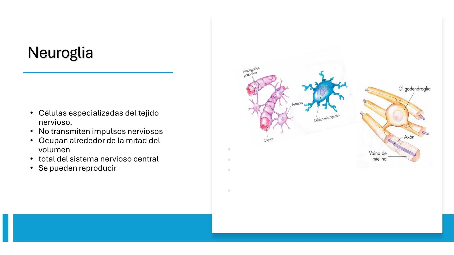 *
Universidad
Católica
Silva
Henríquez
Facultad Ciencias de la Salud
Carrera de Kinesiología
Morfología I
Unidad IV: Neuroanatomía
Clase 11.