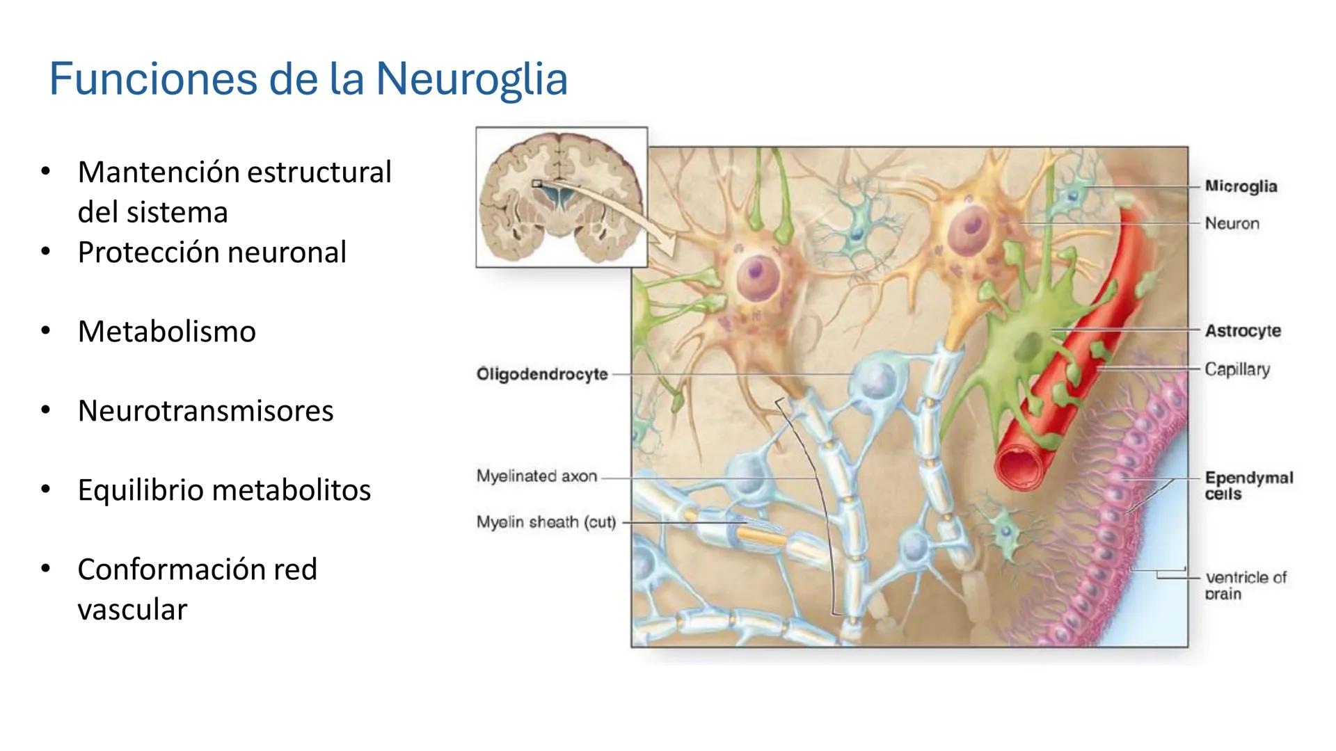 *
Universidad
Católica
Silva
Henríquez
Facultad Ciencias de la Salud
Carrera de Kinesiología
Morfología I
Unidad IV: Neuroanatomía
Clase 11.