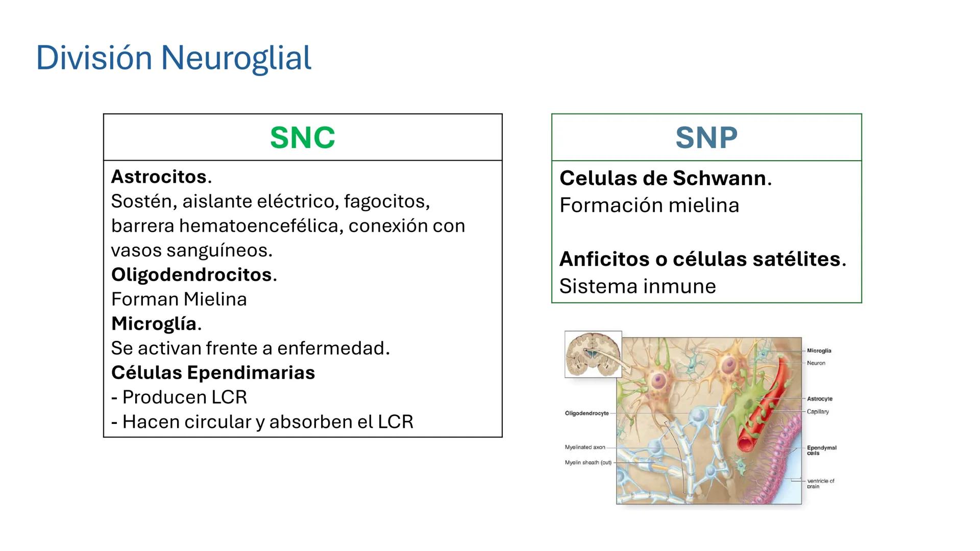 *
Universidad
Católica
Silva
Henríquez
Facultad Ciencias de la Salud
Carrera de Kinesiología
Morfología I
Unidad IV: Neuroanatomía
Clase 11.