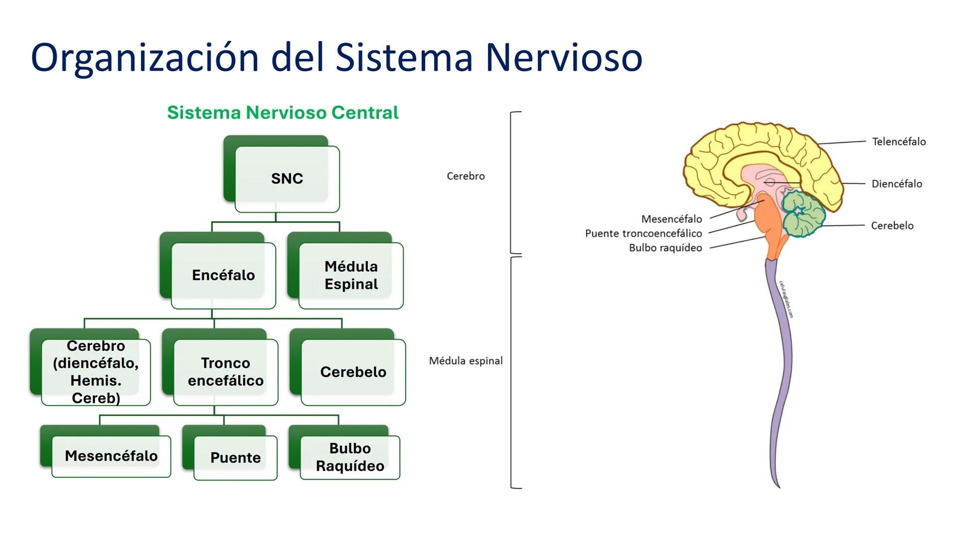 *
Universidad
Católica
Silva
Henríquez
Facultad Ciencias de la Salud
Carrera de Kinesiología
Morfología I
Unidad IV: Neuroanatomía
Clase 11.
