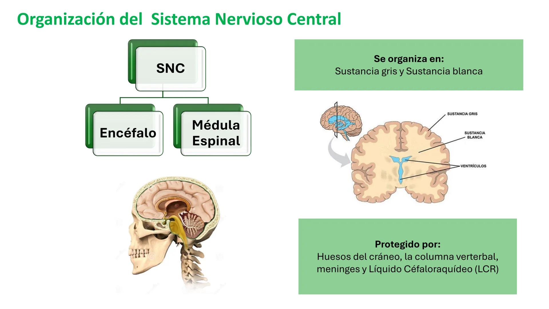 *
Universidad
Católica
Silva
Henríquez
Facultad Ciencias de la Salud
Carrera de Kinesiología
Morfología I
Unidad IV: Neuroanatomía
Clase 11.