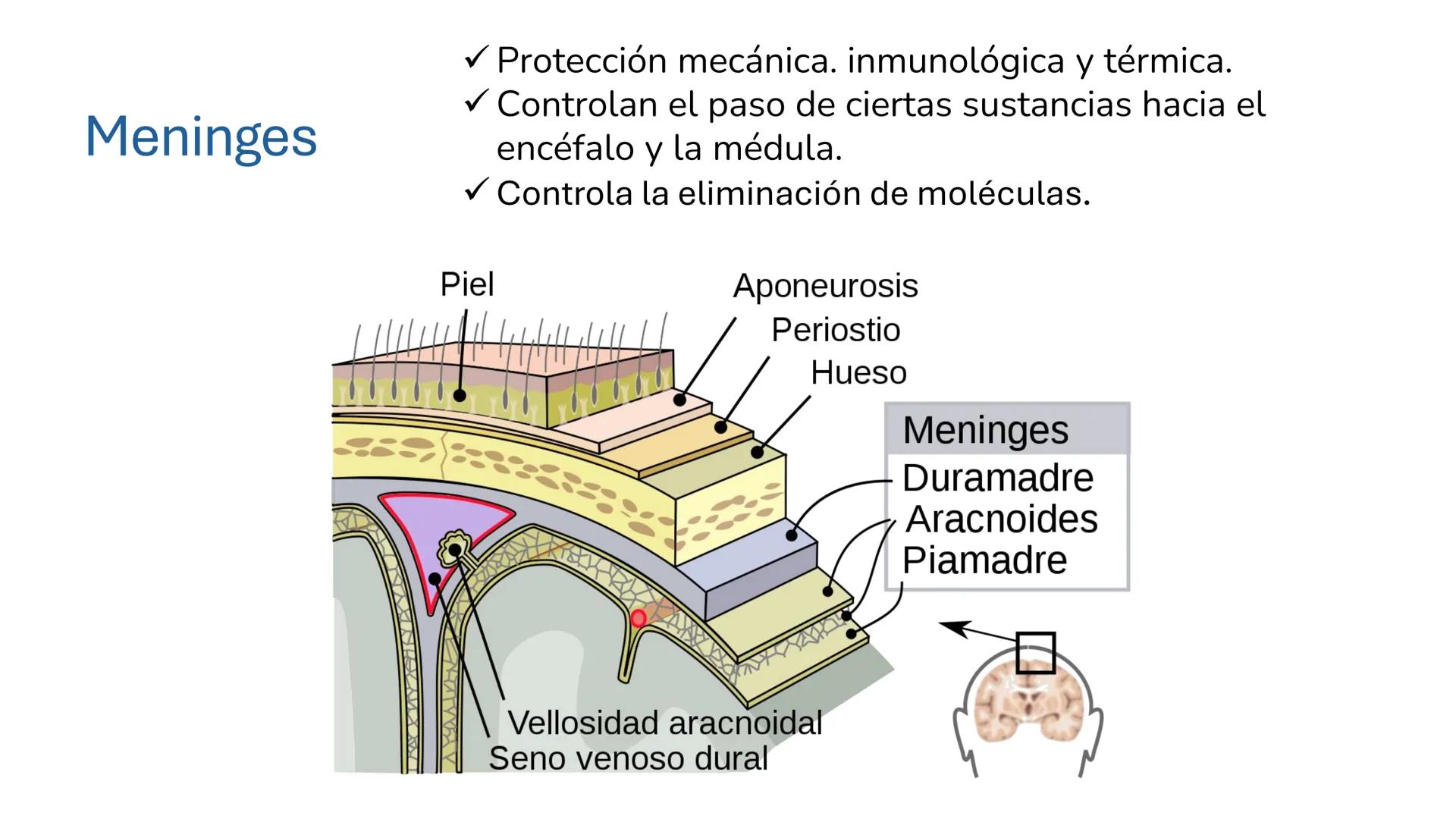 *
Universidad
Católica
Silva
Henríquez
Facultad Ciencias de la Salud
Carrera de Kinesiología
Morfología I
Unidad IV: Neuroanatomía
Clase 11.