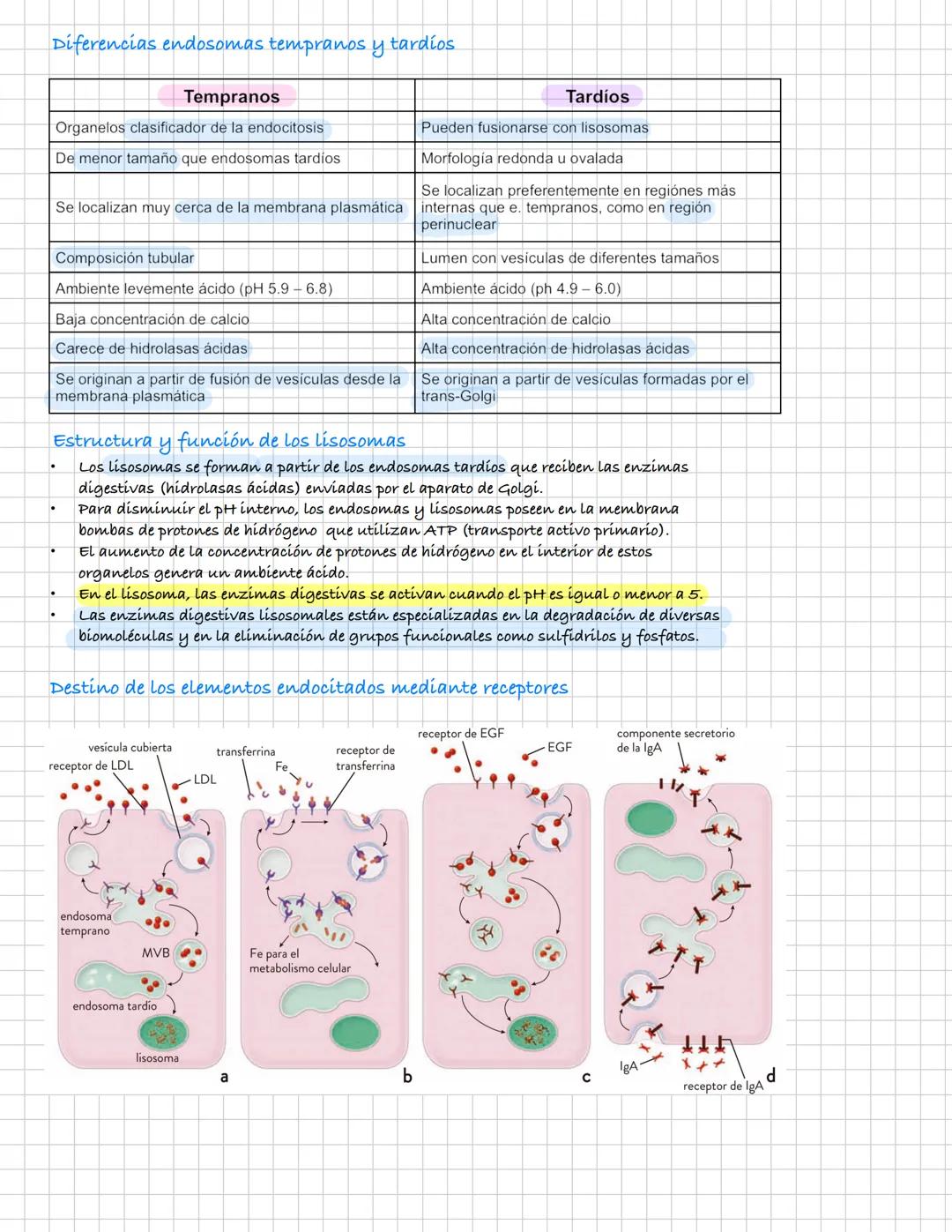 ¿Qué es la endocitosis?
Se trata de un proceso de incorporación de sustancias a la célula.
En el las sustancias se concentran en pequeñas de