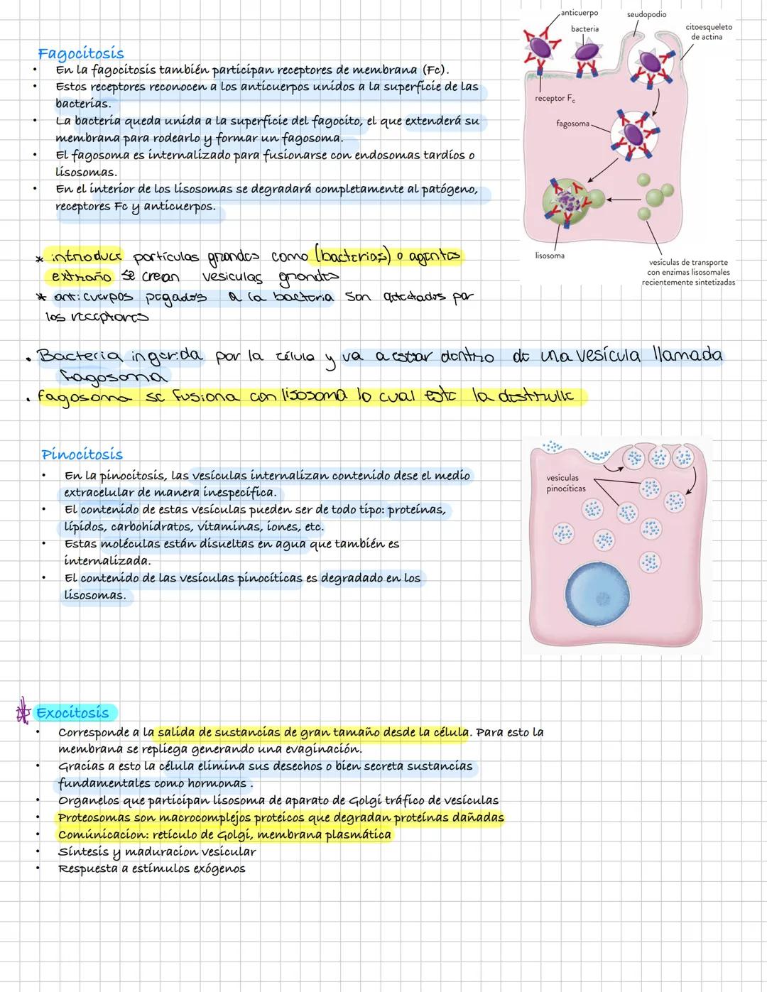 ¿Qué es la endocitosis?
Se trata de un proceso de incorporación de sustancias a la célula.
En el las sustancias se concentran en pequeñas de