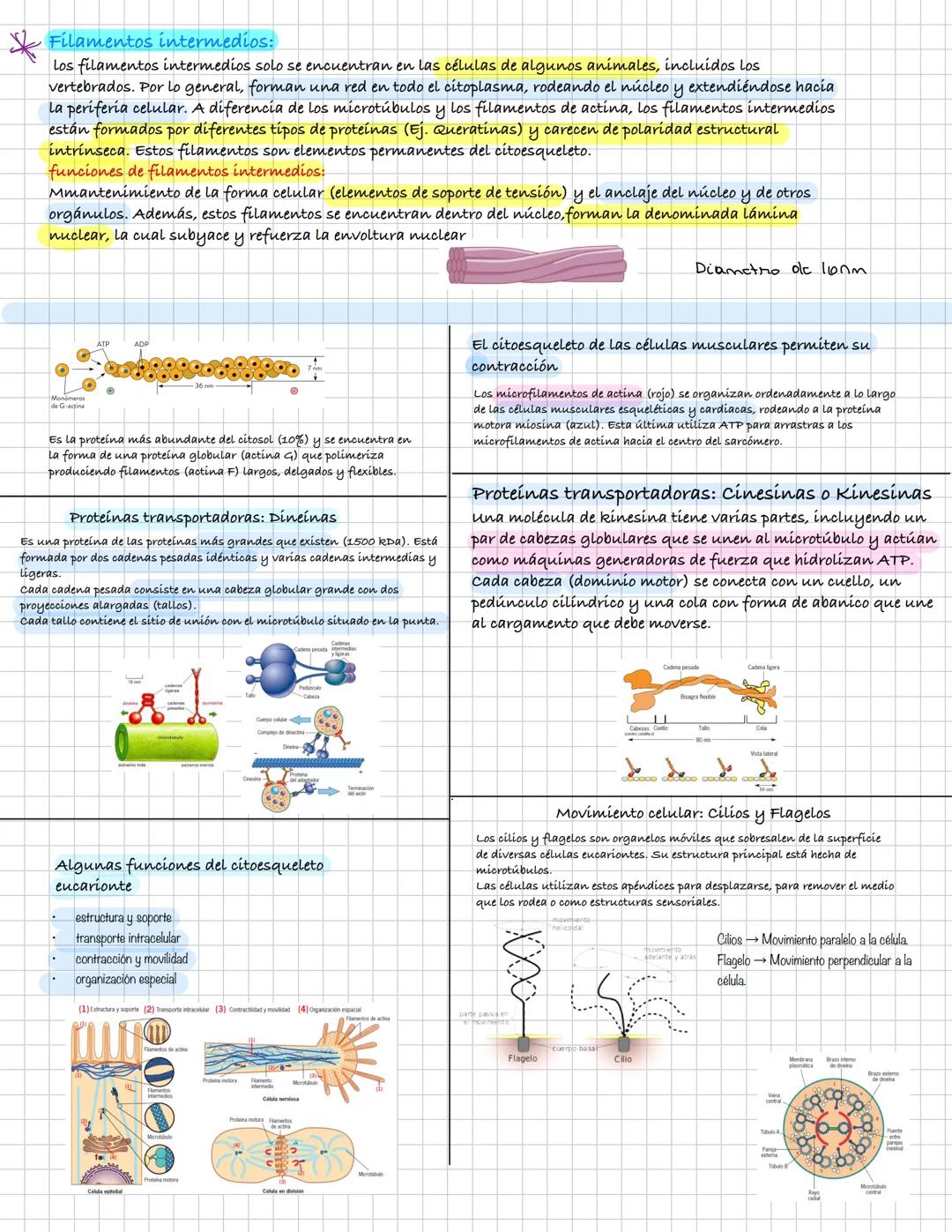 ¿Qué es la endocitosis?
Se trata de un proceso de incorporación de sustancias a la célula.
En el las sustancias se concentran en pequeñas de