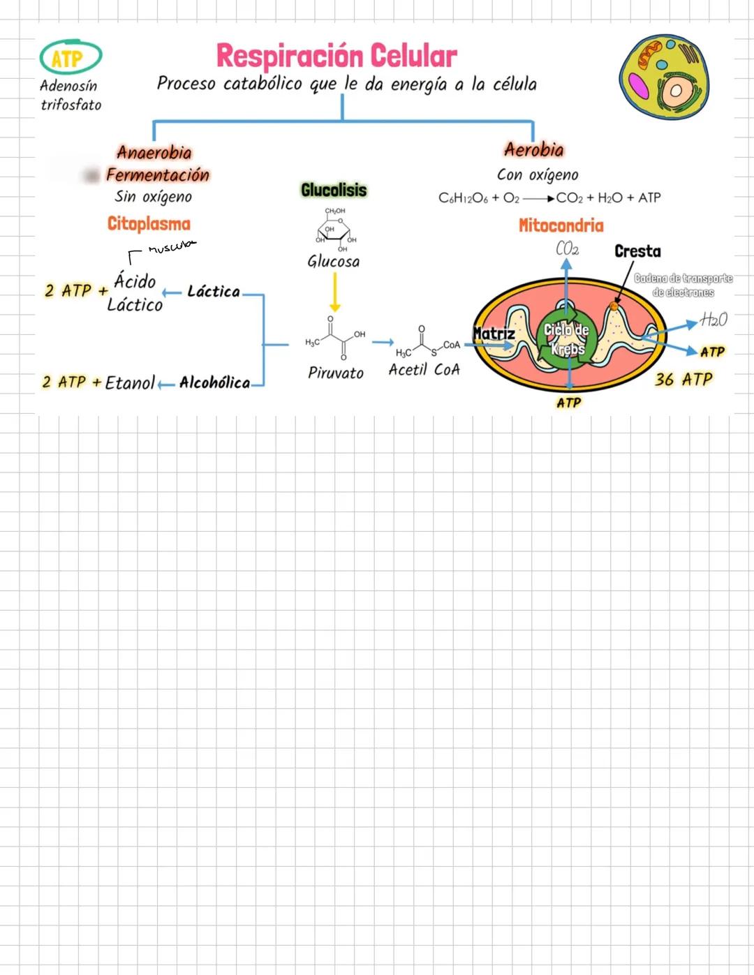 ¿Qué es la endocitosis?
Se trata de un proceso de incorporación de sustancias a la célula.
En el las sustancias se concentran en pequeñas de