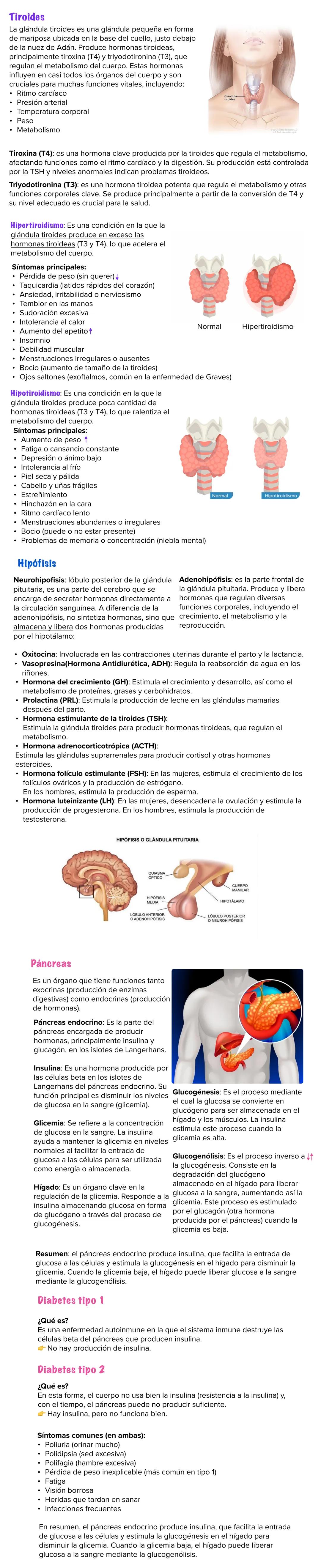 Glándula tiroides, hipotalamo y páncreas