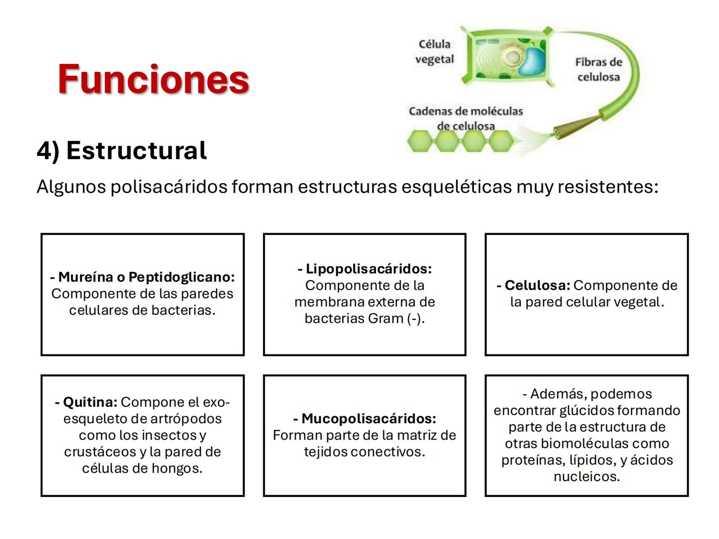 I parte
CH2OH
H
C
OH
H
C
OH
C
HO
C
H
Hidratos de Carbono:
Definición, función,
clasificación, y fibra.
Bioquímica Nutricional I
Prof: Glo