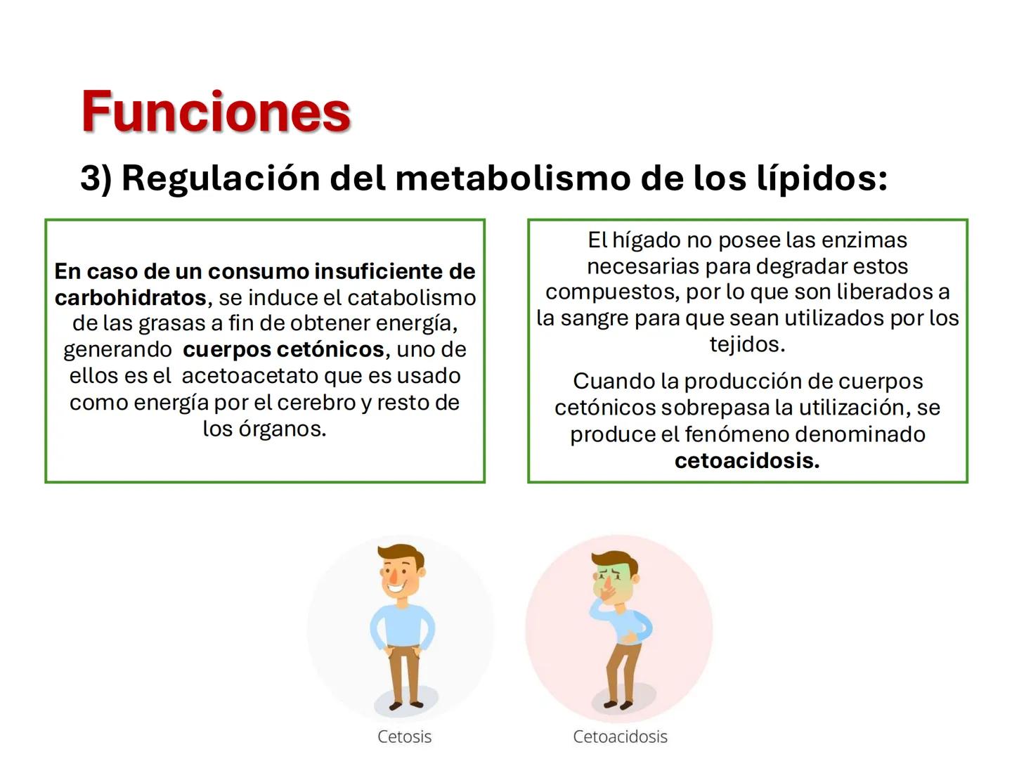 I parte
CH2OH
H
C
OH
H
C
OH
C
HO
C
H
Hidratos de Carbono:
Definición, función,
clasificación, y fibra.
Bioquímica Nutricional I
Prof: Glo