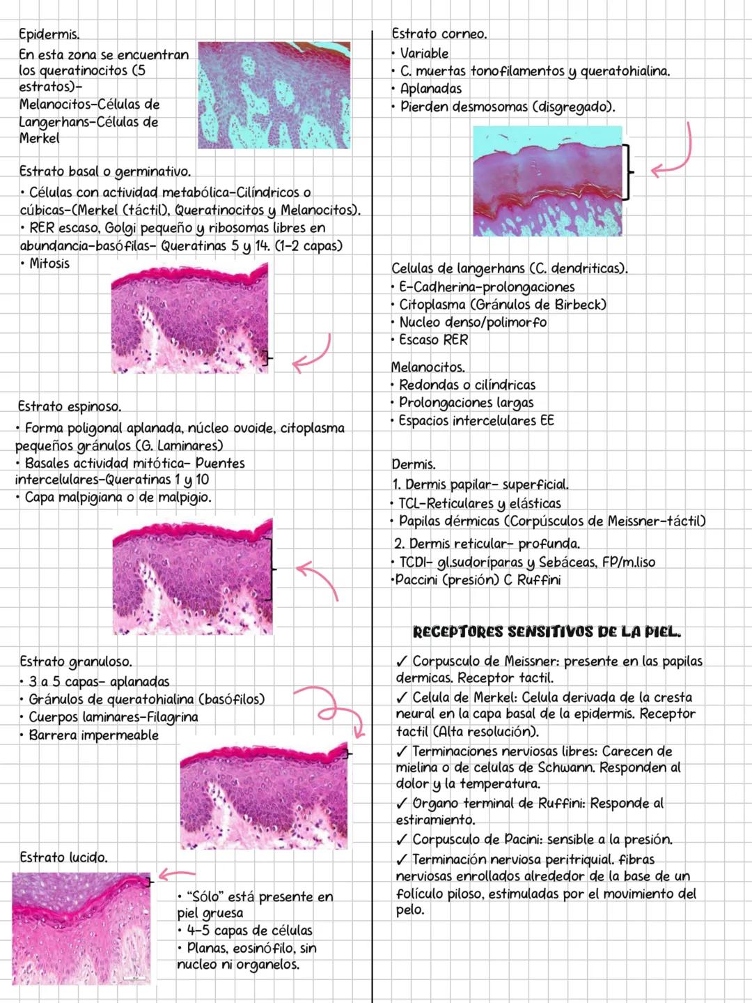 HISTOLOGÍA
SOLEMNE 3
CONTENIDOS:
✓ Sistema endocrino.
✓ Sistema respiratorio.
✓ Sistema digestivo.
✓ Sistema urinario.
Sistema genital.
✓ Si