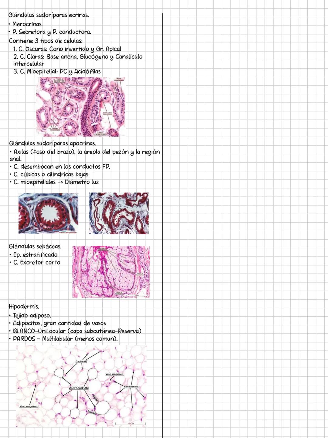 HISTOLOGÍA
SOLEMNE 3
CONTENIDOS:
✓ Sistema endocrino.
✓ Sistema respiratorio.
✓ Sistema digestivo.
✓ Sistema urinario.
Sistema genital.
✓ Si