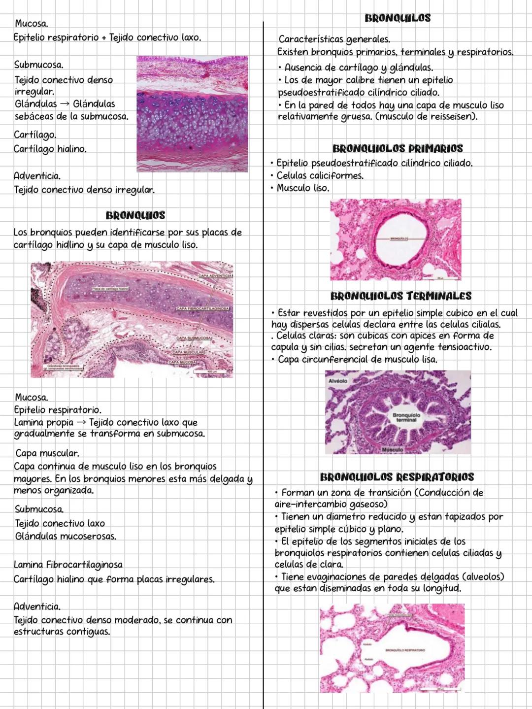 HISTOLOGÍA
SOLEMNE 3
CONTENIDOS:
✓ Sistema endocrino.
✓ Sistema respiratorio.
✓ Sistema digestivo.
✓ Sistema urinario.
Sistema genital.
✓ Si