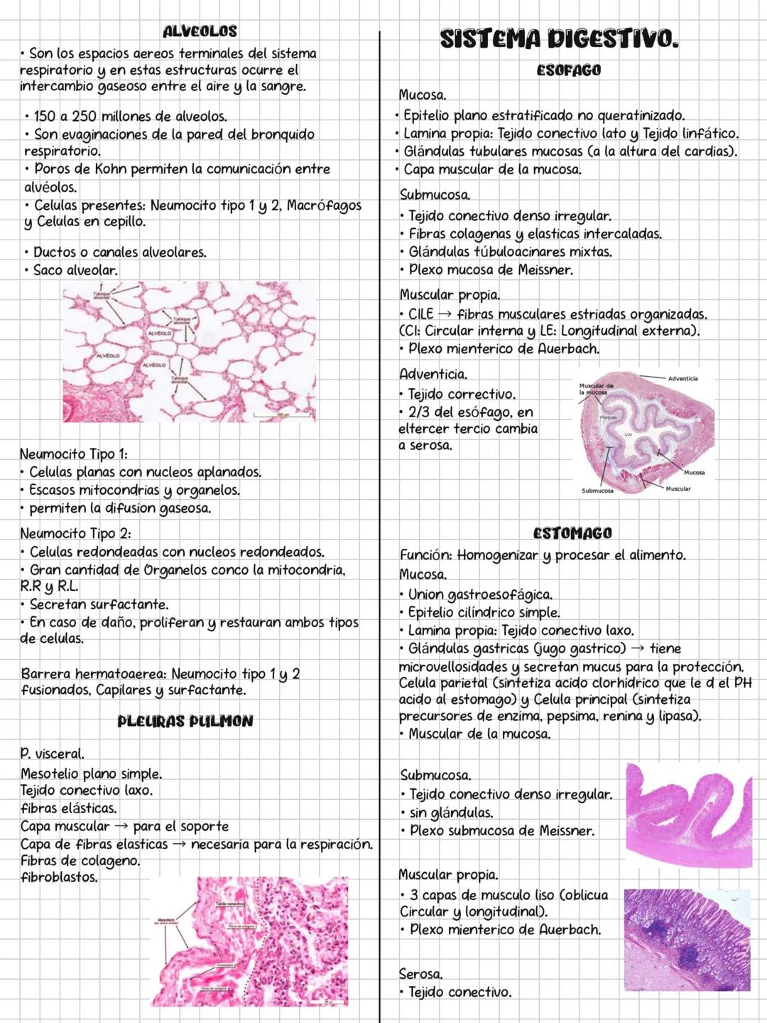 HISTOLOGÍA
SOLEMNE 3
CONTENIDOS:
✓ Sistema endocrino.
✓ Sistema respiratorio.
✓ Sistema digestivo.
✓ Sistema urinario.
Sistema genital.
✓ Si
