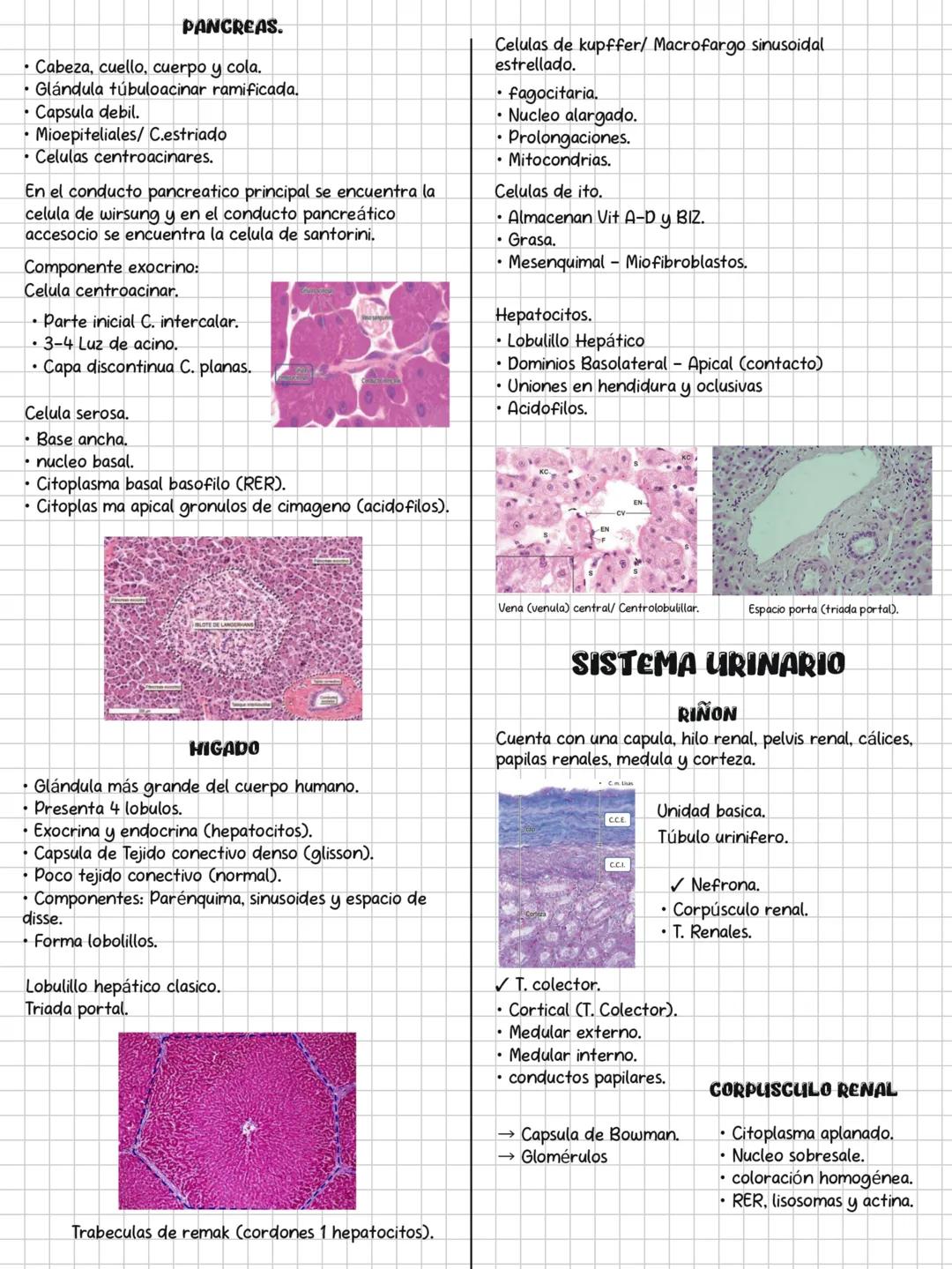 HISTOLOGÍA
SOLEMNE 3
CONTENIDOS:
✓ Sistema endocrino.
✓ Sistema respiratorio.
✓ Sistema digestivo.
✓ Sistema urinario.
Sistema genital.
✓ Si