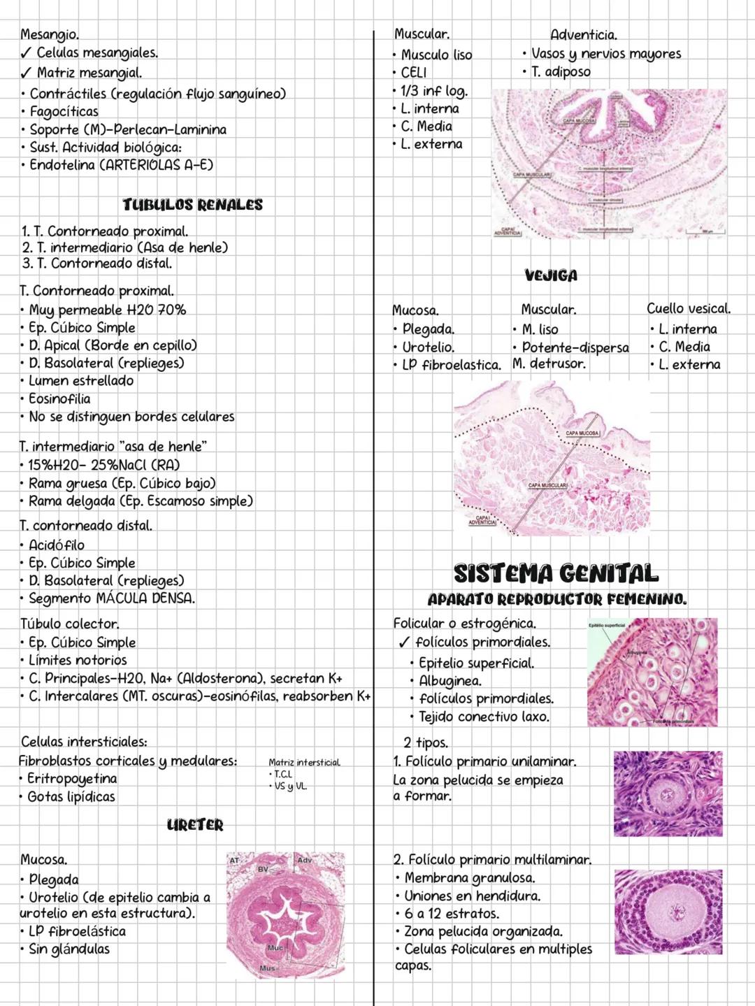 HISTOLOGÍA
SOLEMNE 3
CONTENIDOS:
✓ Sistema endocrino.
✓ Sistema respiratorio.
✓ Sistema digestivo.
✓ Sistema urinario.
Sistema genital.
✓ Si