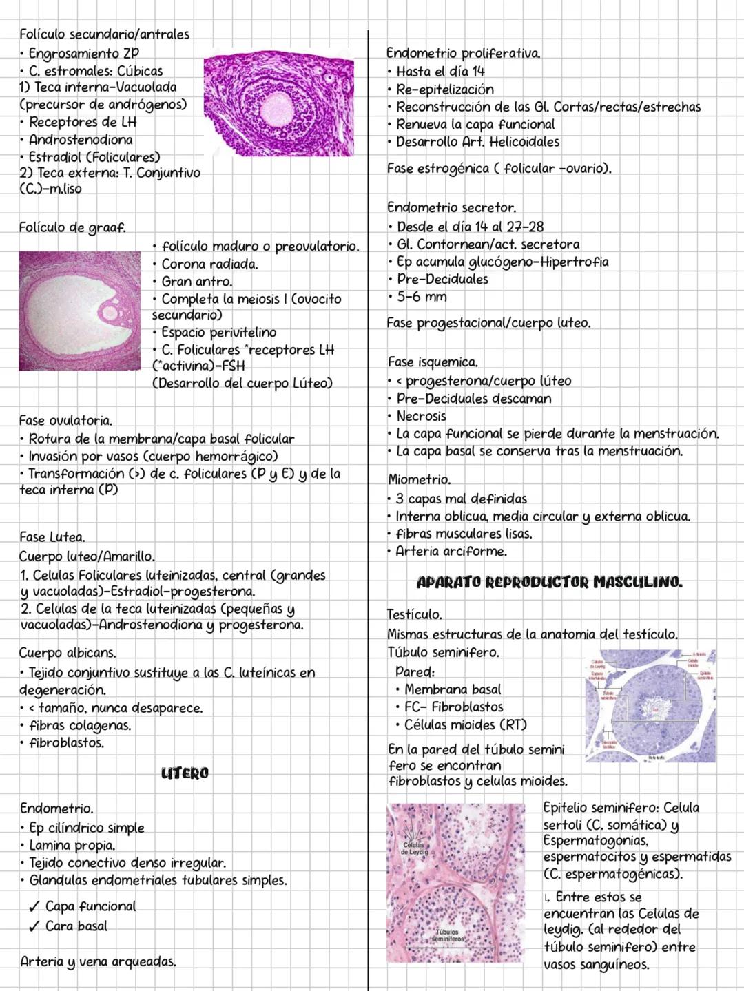 HISTOLOGÍA
SOLEMNE 3
CONTENIDOS:
✓ Sistema endocrino.
✓ Sistema respiratorio.
✓ Sistema digestivo.
✓ Sistema urinario.
Sistema genital.
✓ Si
