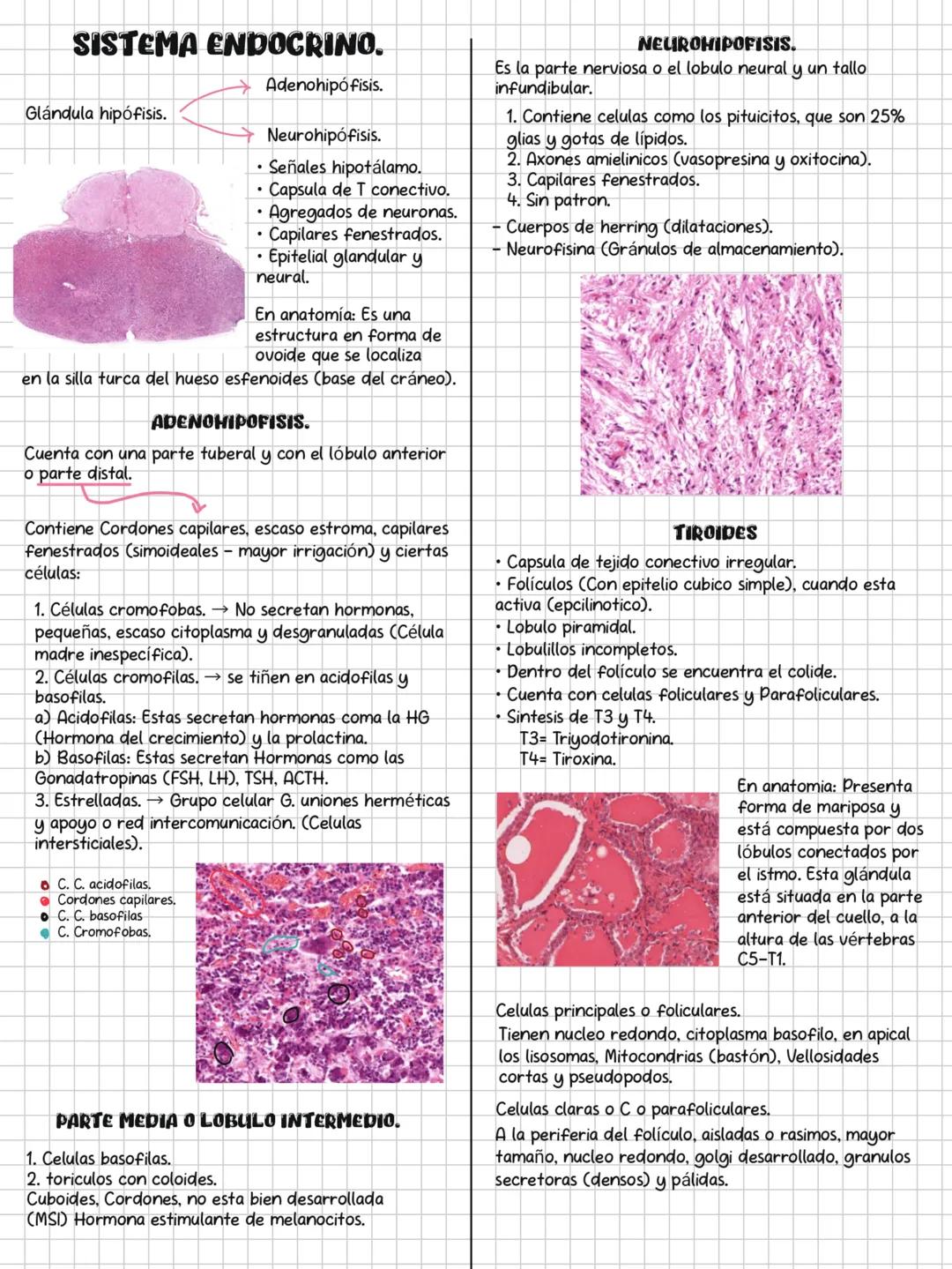 HISTOLOGÍA
SOLEMNE 3
CONTENIDOS:
✓ Sistema endocrino.
✓ Sistema respiratorio.
✓ Sistema digestivo.
✓ Sistema urinario.
Sistema genital.
✓ Si