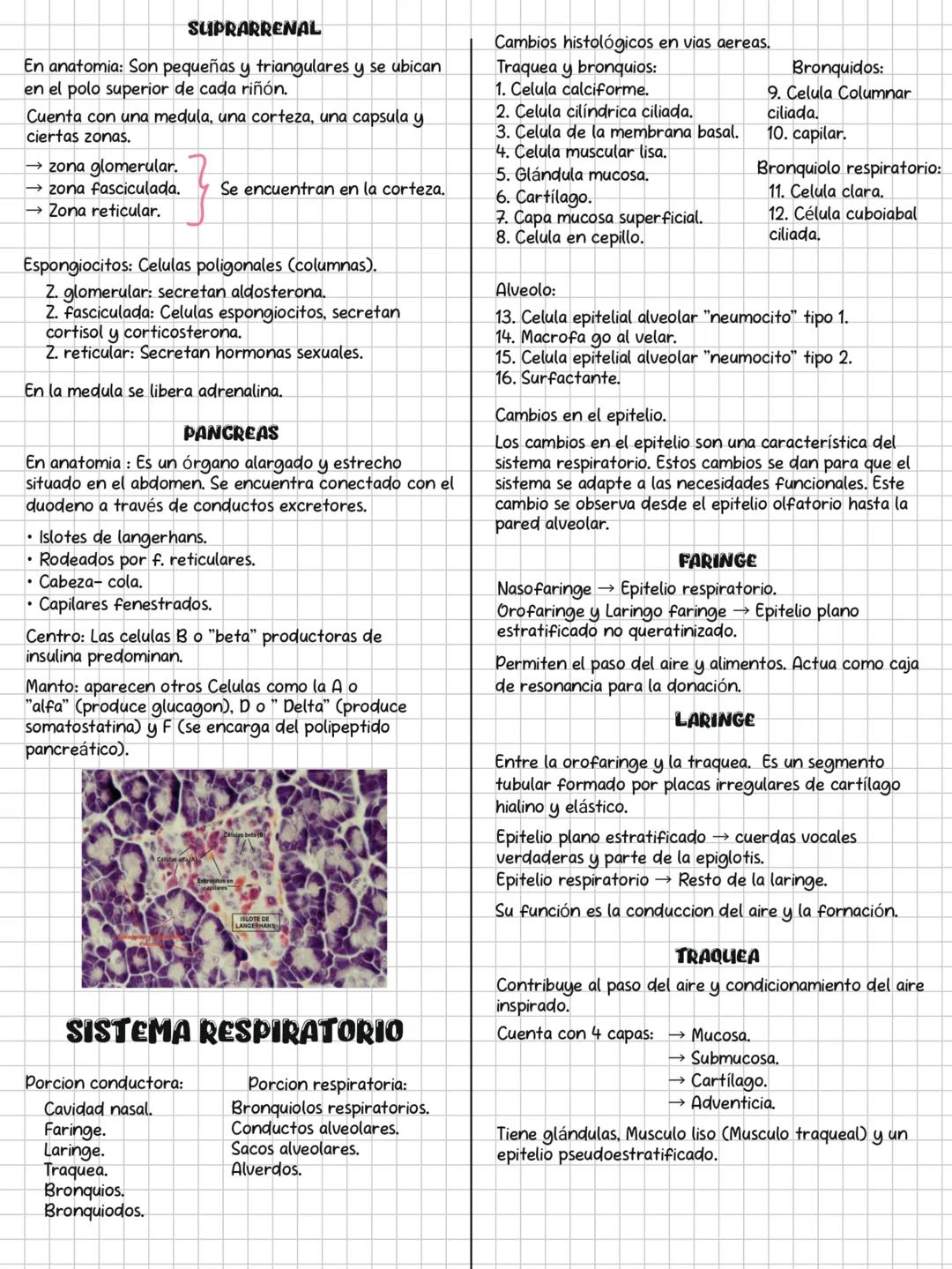 HISTOLOGÍA
SOLEMNE 3
CONTENIDOS:
✓ Sistema endocrino.
✓ Sistema respiratorio.
✓ Sistema digestivo.
✓ Sistema urinario.
Sistema genital.
✓ Si