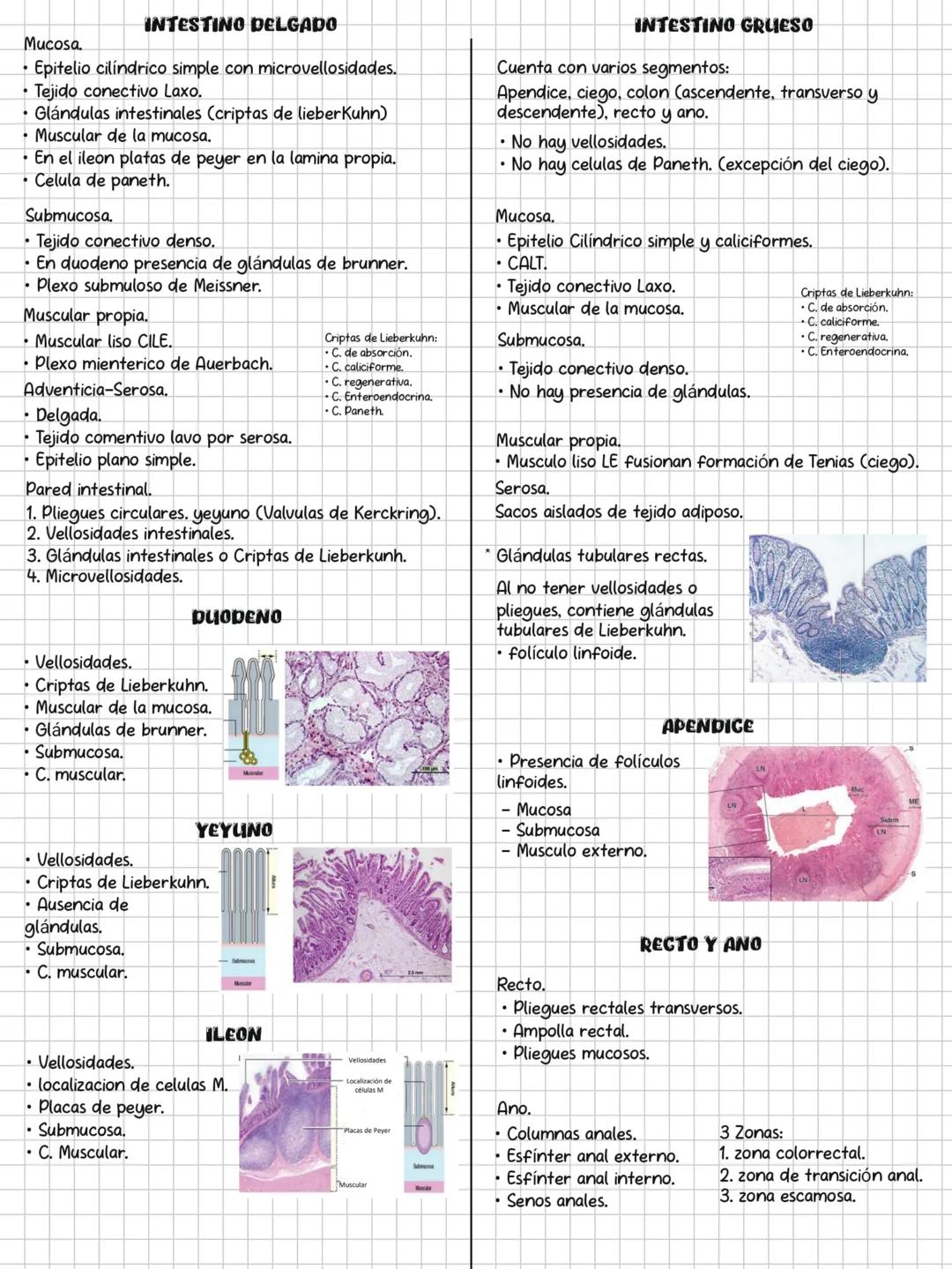 HISTOLOGÍA
SOLEMNE 3
CONTENIDOS:
✓ Sistema endocrino.
✓ Sistema respiratorio.
✓ Sistema digestivo.
✓ Sistema urinario.
Sistema genital.
✓ Si