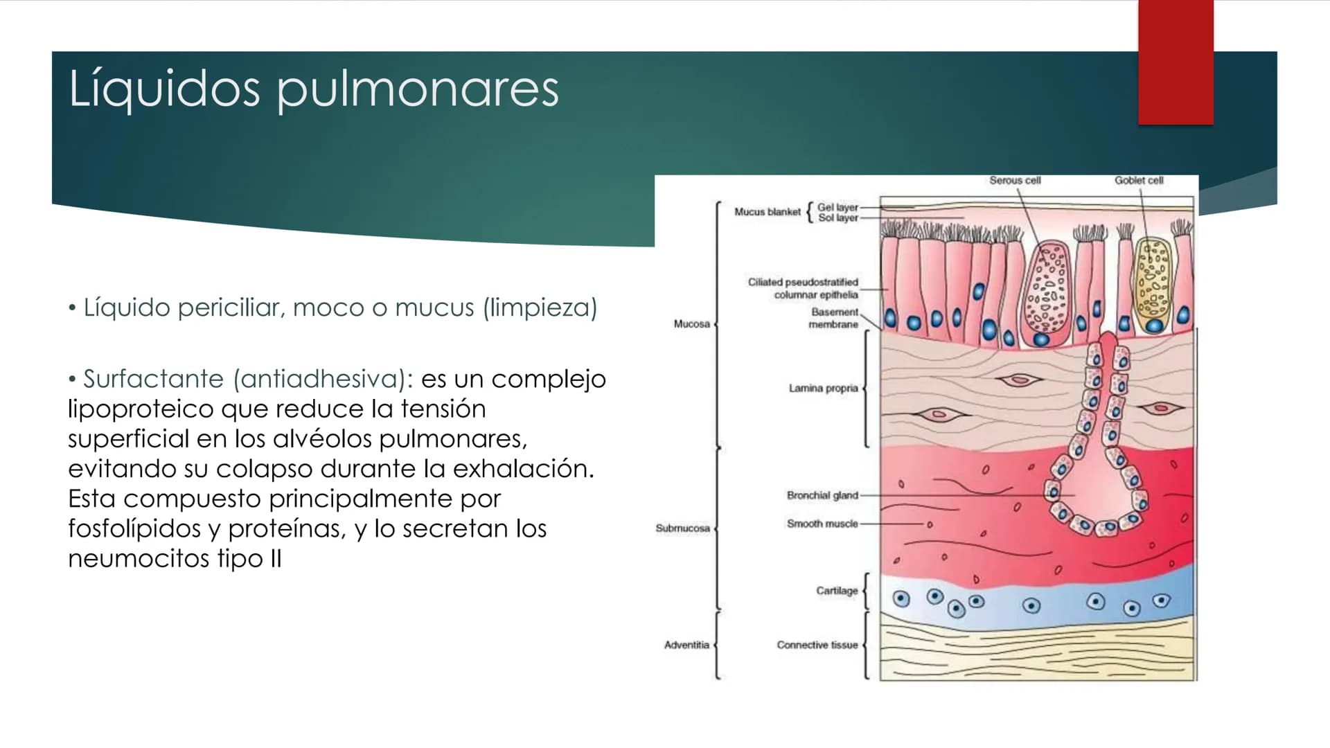 SANTO TOM
LUX ET VERITAS
SANTO
TOMAS Fisiología
Ventilación
Pulmonar
DRA. ROSANA MUÑOZ VIDELA
RDELVALLE2@SANTOTOMAS.CL
DEPARTAMENTO DE TECNO