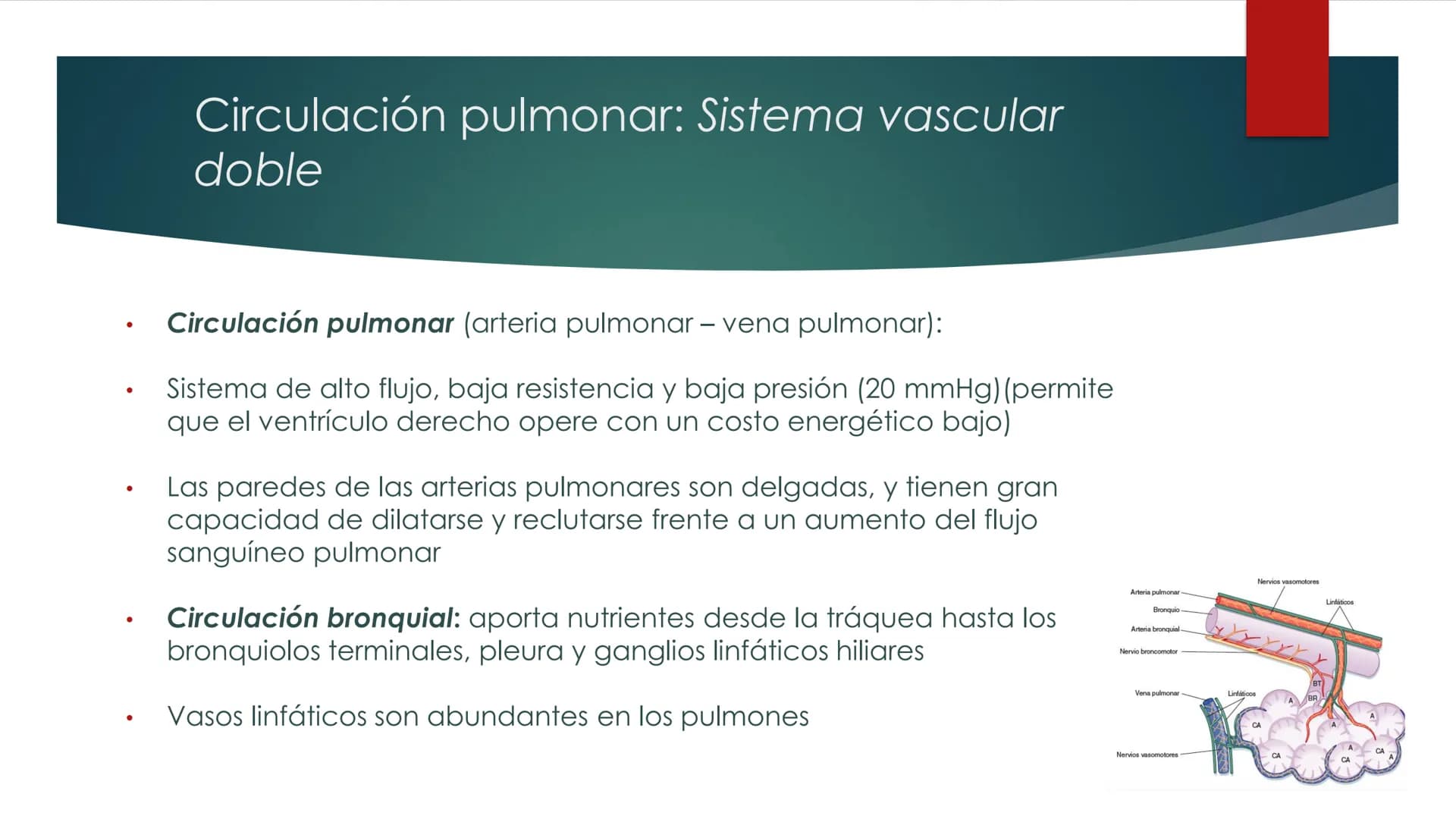 SANTO TOM
LUX ET VERITAS
SANTO
TOMAS Fisiología
Ventilación
Pulmonar
DRA. ROSANA MUÑOZ VIDELA
RDELVALLE2@SANTOTOMAS.CL
DEPARTAMENTO DE TECNO