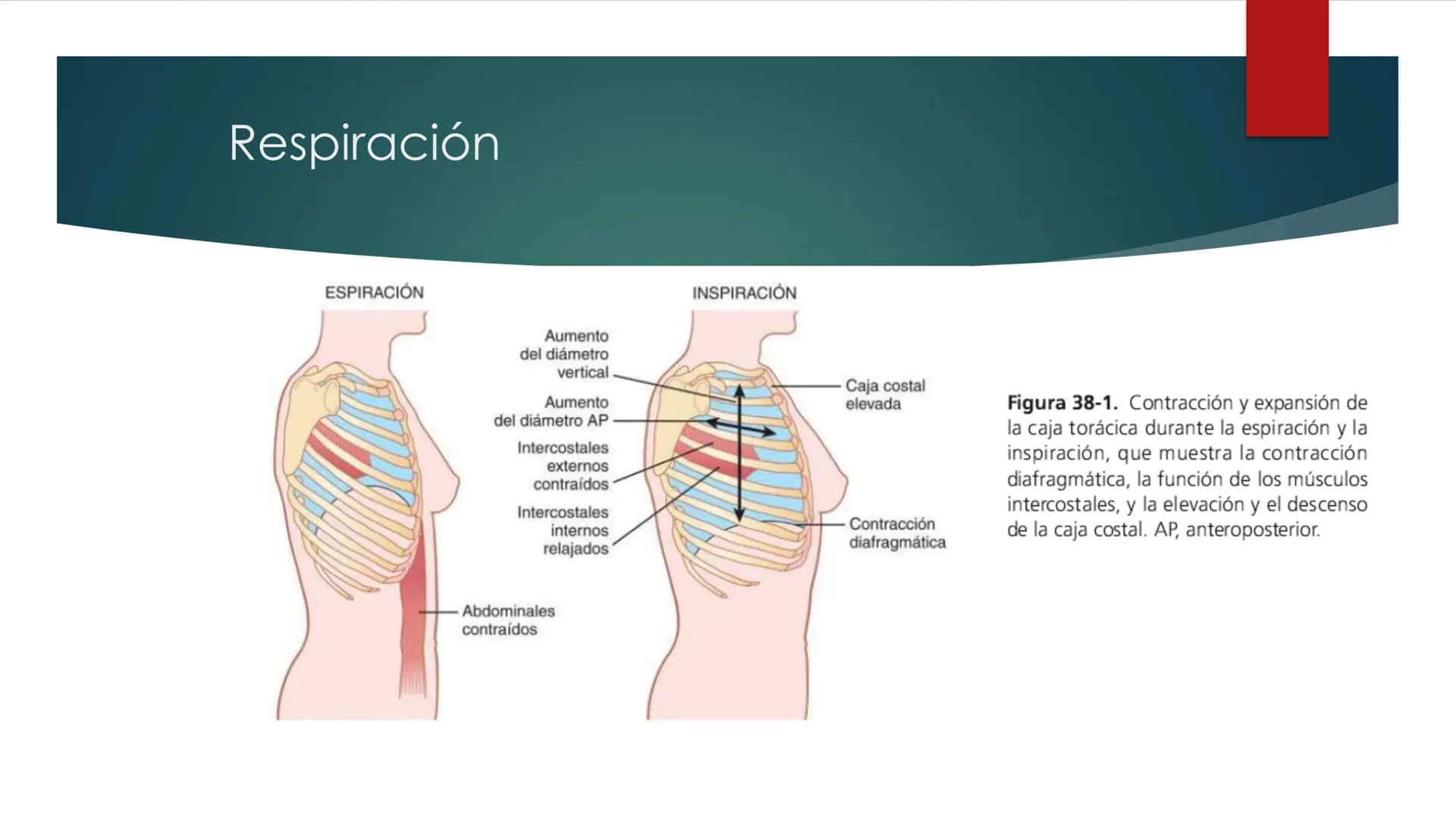 SANTO TOM
LUX ET VERITAS
SANTO
TOMAS Fisiología
Ventilación
Pulmonar
DRA. ROSANA MUÑOZ VIDELA
RDELVALLE2@SANTOTOMAS.CL
DEPARTAMENTO DE TECNO