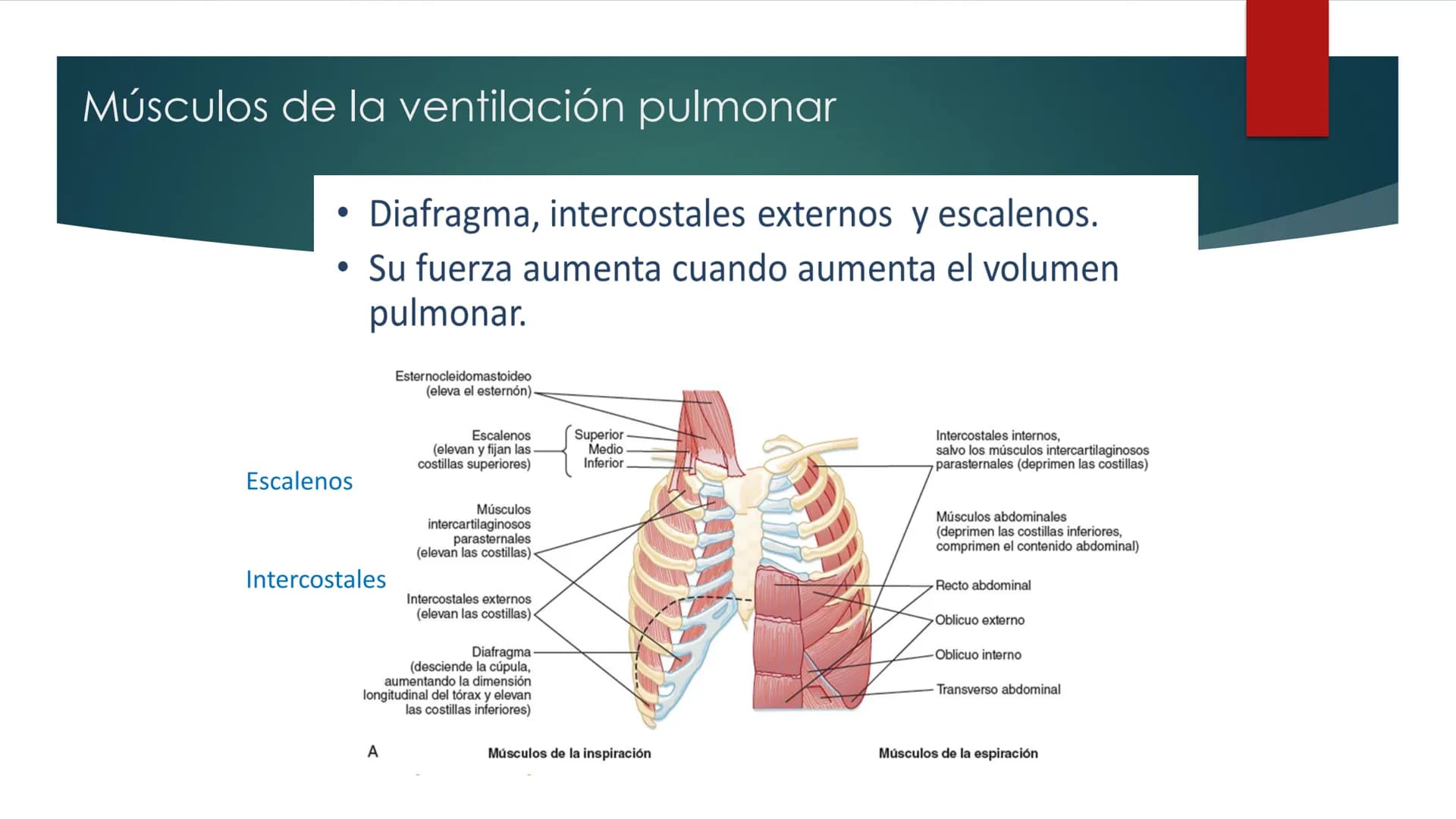 SANTO TOM
LUX ET VERITAS
SANTO
TOMAS Fisiología
Ventilación
Pulmonar
DRA. ROSANA MUÑOZ VIDELA
RDELVALLE2@SANTOTOMAS.CL
DEPARTAMENTO DE TECNO