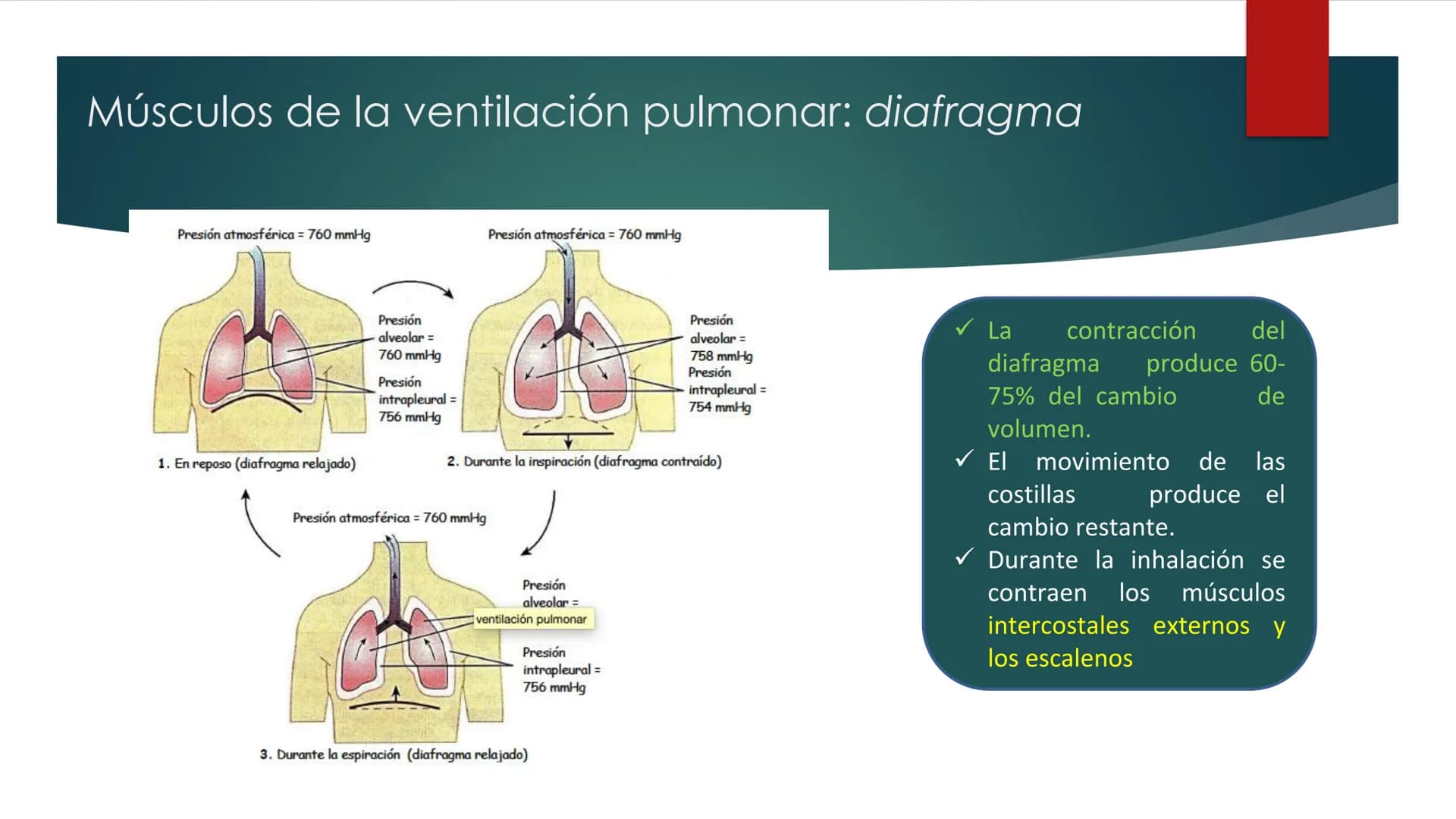 SANTO TOM
LUX ET VERITAS
SANTO
TOMAS Fisiología
Ventilación
Pulmonar
DRA. ROSANA MUÑOZ VIDELA
RDELVALLE2@SANTOTOMAS.CL
DEPARTAMENTO DE TECNO