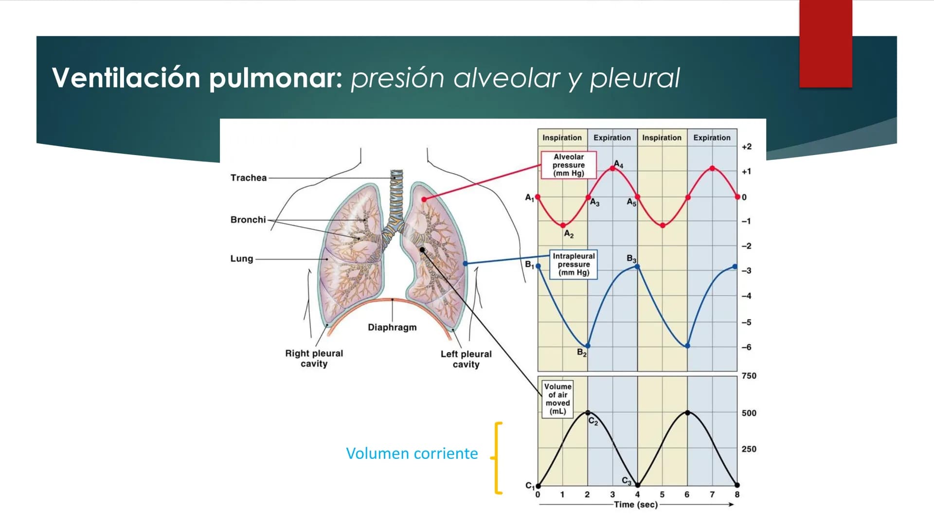 SANTO TOM
LUX ET VERITAS
SANTO
TOMAS Fisiología
Ventilación
Pulmonar
DRA. ROSANA MUÑOZ VIDELA
RDELVALLE2@SANTOTOMAS.CL
DEPARTAMENTO DE TECNO