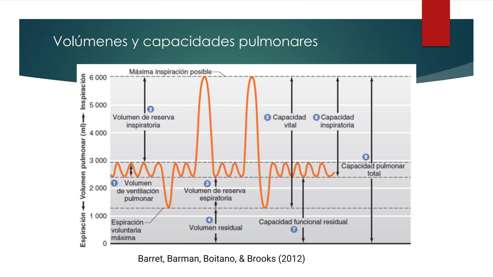 SANTO TOM
LUX ET VERITAS
SANTO
TOMAS Fisiología
Ventilación
Pulmonar
DRA. ROSANA MUÑOZ VIDELA
RDELVALLE2@SANTOTOMAS.CL
DEPARTAMENTO DE TECNO