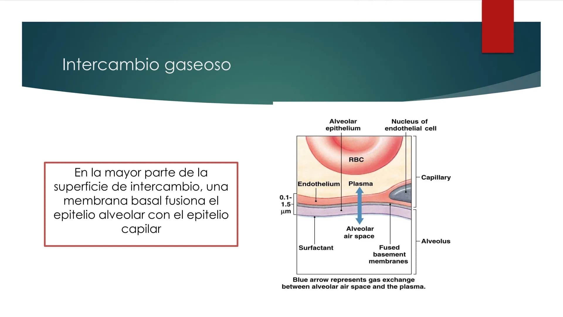 SANTO TOM
LUX ET VERITAS
SANTO
TOMAS Fisiología
Ventilación
Pulmonar
DRA. ROSANA MUÑOZ VIDELA
RDELVALLE2@SANTOTOMAS.CL
DEPARTAMENTO DE TECNO