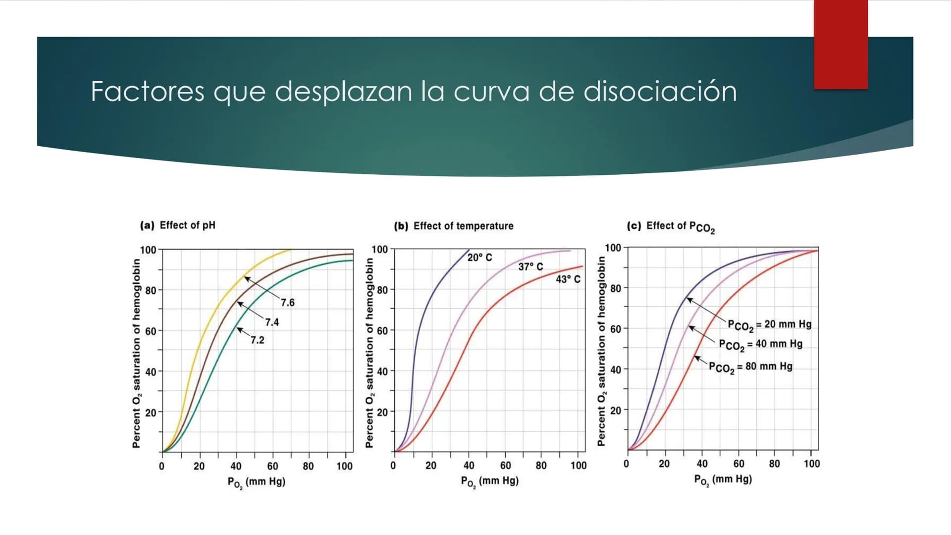 SANTO TOM
LUX ET VERITAS
SANTO
TOMAS Fisiología
Ventilación
Pulmonar
DRA. ROSANA MUÑOZ VIDELA
RDELVALLE2@SANTOTOMAS.CL
DEPARTAMENTO DE TECNO
