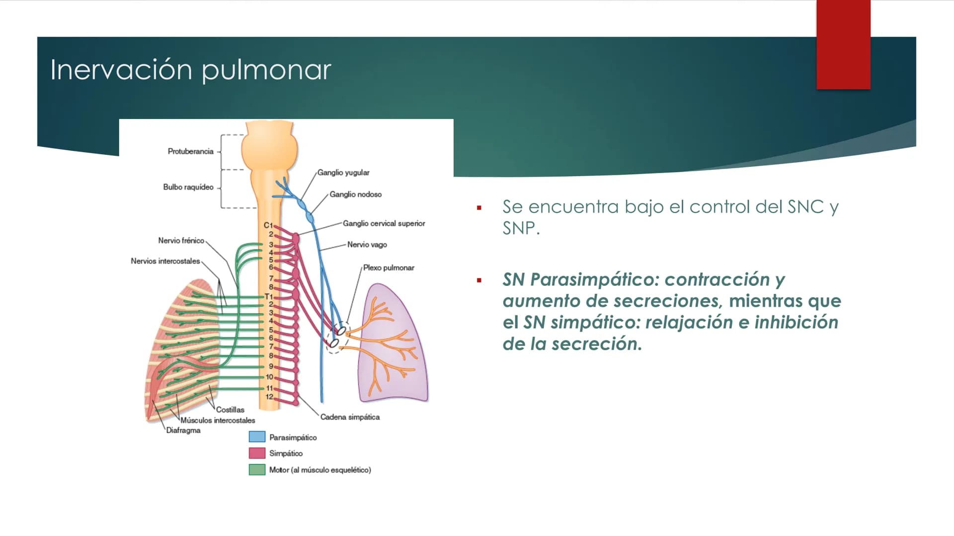 SANTO TOM
LUX ET VERITAS
SANTO
TOMAS Fisiología
Ventilación
Pulmonar
DRA. ROSANA MUÑOZ VIDELA
RDELVALLE2@SANTOTOMAS.CL
DEPARTAMENTO DE TECNO