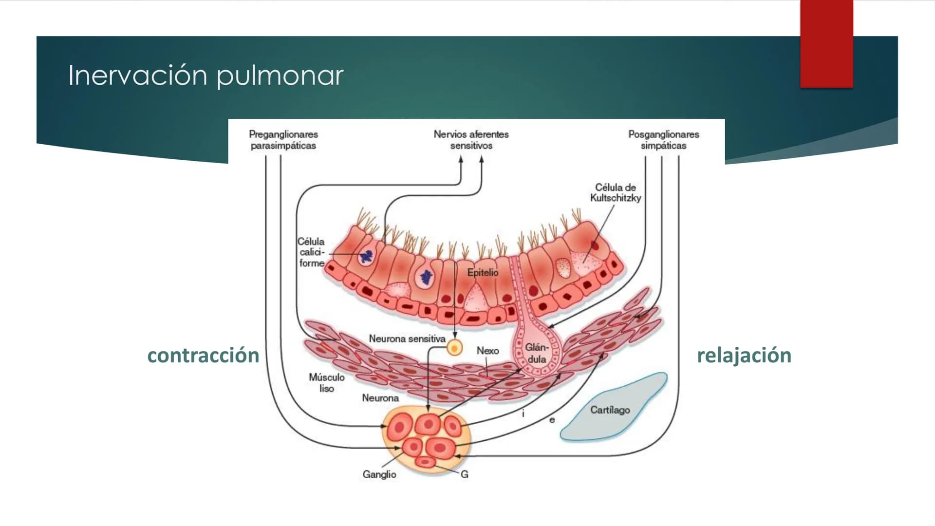 SANTO TOM
LUX ET VERITAS
SANTO
TOMAS Fisiología
Ventilación
Pulmonar
DRA. ROSANA MUÑOZ VIDELA
RDELVALLE2@SANTOTOMAS.CL
DEPARTAMENTO DE TECNO