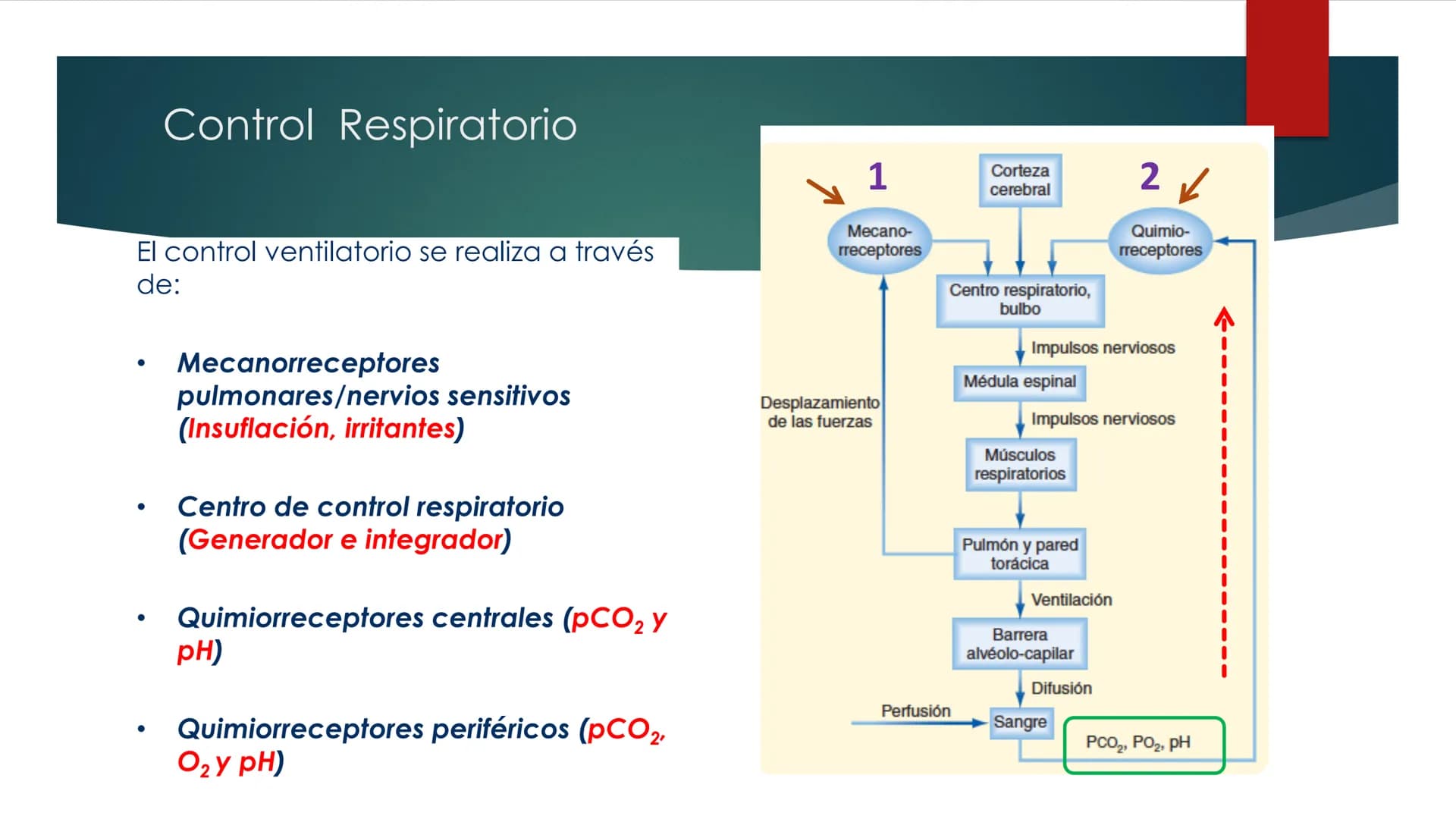 SANTO TOM
LUX ET VERITAS
SANTO
TOMAS Fisiología
Ventilación
Pulmonar
DRA. ROSANA MUÑOZ VIDELA
RDELVALLE2@SANTOTOMAS.CL
DEPARTAMENTO DE TECNO