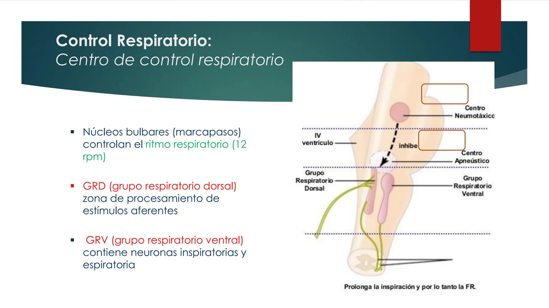 SANTO TOM
LUX ET VERITAS
SANTO
TOMAS Fisiología
Ventilación
Pulmonar
DRA. ROSANA MUÑOZ VIDELA
RDELVALLE2@SANTOTOMAS.CL
DEPARTAMENTO DE TECNO
