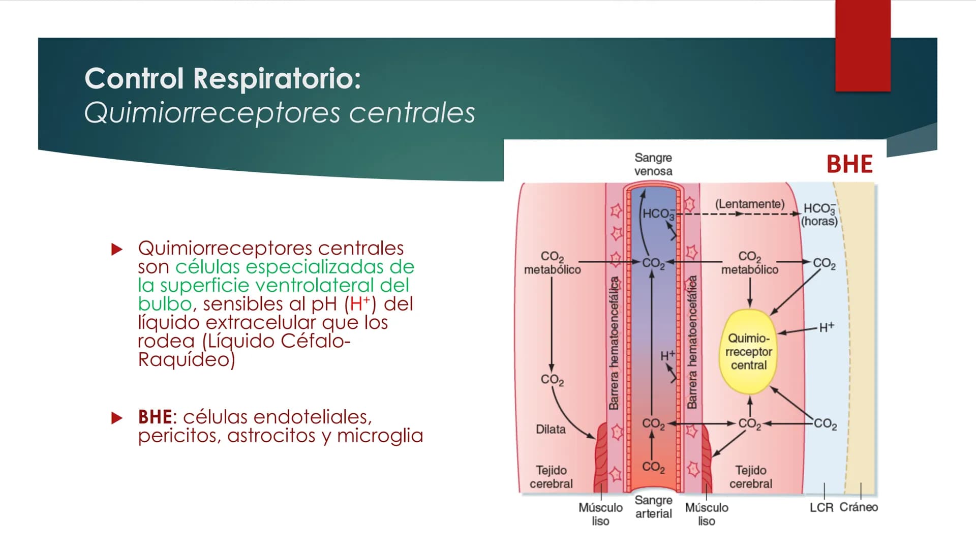 SANTO TOM
LUX ET VERITAS
SANTO
TOMAS Fisiología
Ventilación
Pulmonar
DRA. ROSANA MUÑOZ VIDELA
RDELVALLE2@SANTOTOMAS.CL
DEPARTAMENTO DE TECNO