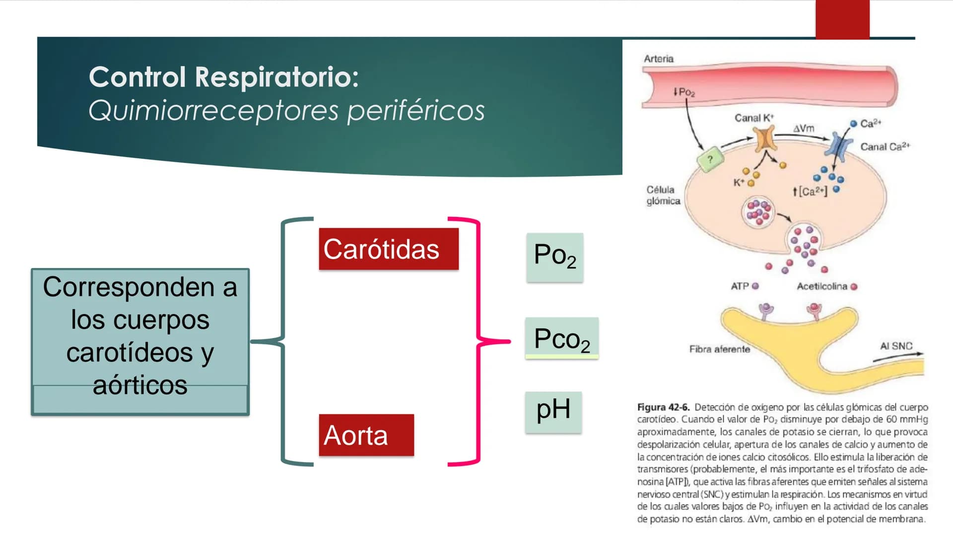SANTO TOM
LUX ET VERITAS
SANTO
TOMAS Fisiología
Ventilación
Pulmonar
DRA. ROSANA MUÑOZ VIDELA
RDELVALLE2@SANTOTOMAS.CL
DEPARTAMENTO DE TECNO