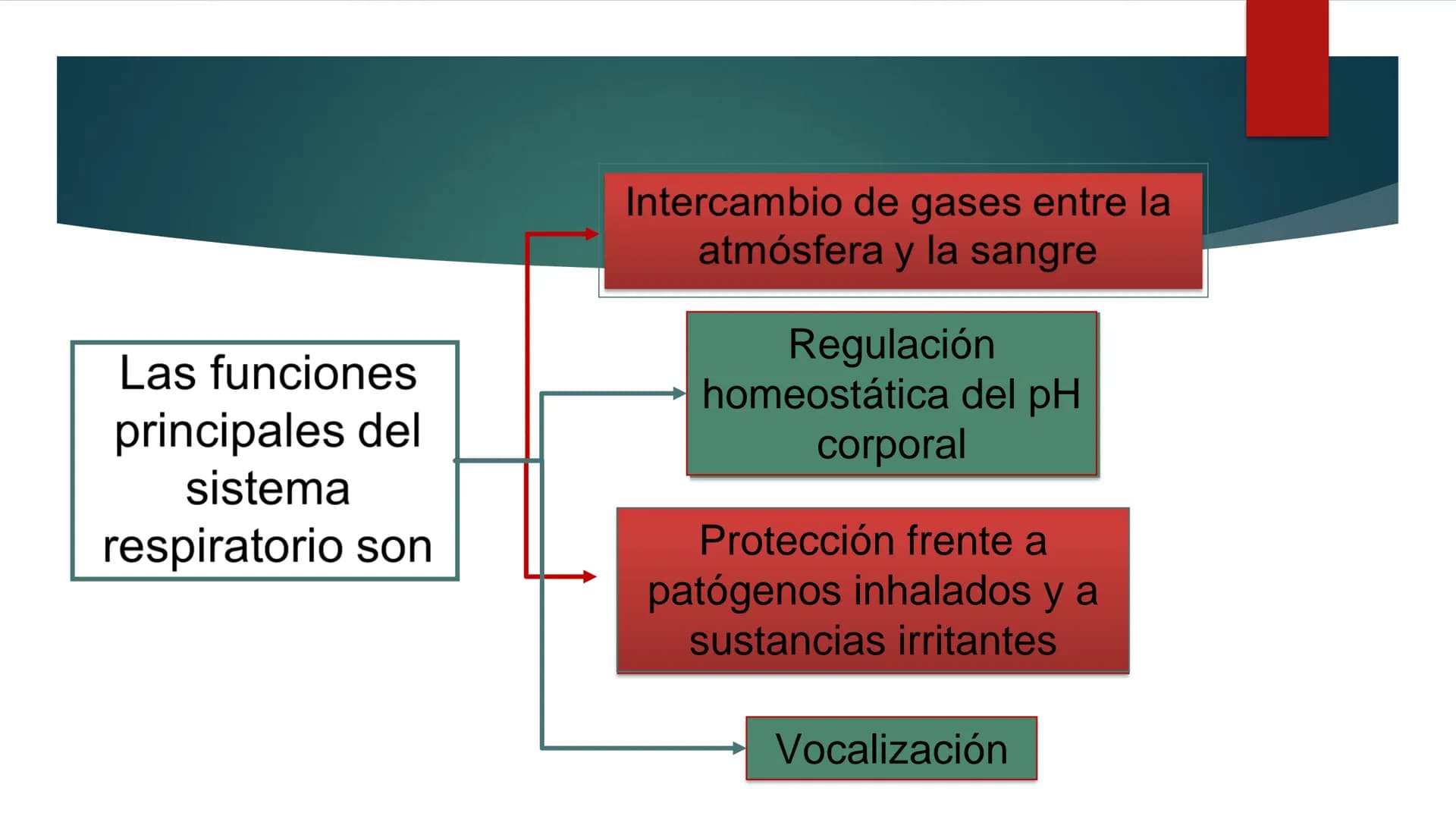 SANTO TOM
LUX ET VERITAS
SANTO
TOMAS Fisiología
Ventilación
Pulmonar
DRA. ROSANA MUÑOZ VIDELA
RDELVALLE2@SANTOTOMAS.CL
DEPARTAMENTO DE TECNO