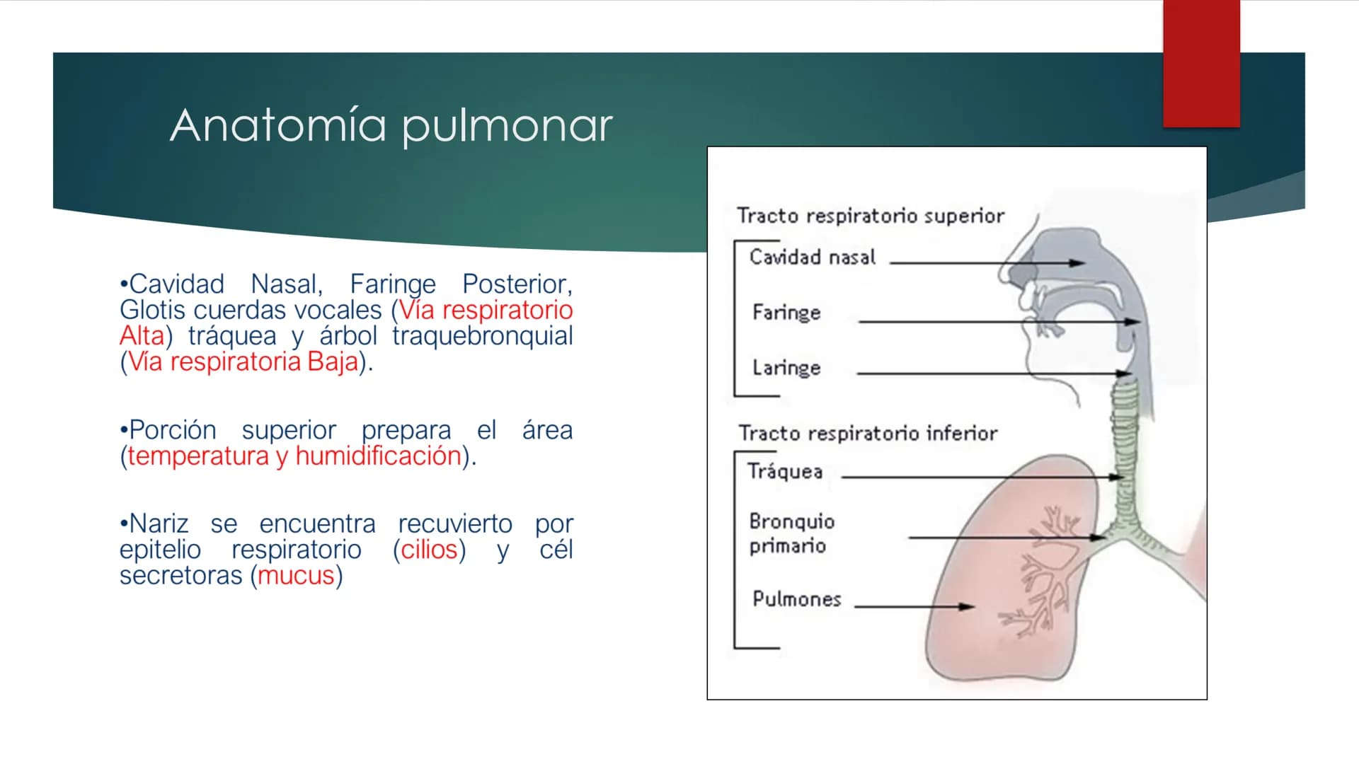 SANTO TOM
LUX ET VERITAS
SANTO
TOMAS Fisiología
Ventilación
Pulmonar
DRA. ROSANA MUÑOZ VIDELA
RDELVALLE2@SANTOTOMAS.CL
DEPARTAMENTO DE TECNO