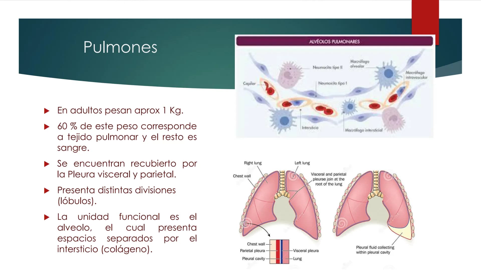 SANTO TOM
LUX ET VERITAS
SANTO
TOMAS Fisiología
Ventilación
Pulmonar
DRA. ROSANA MUÑOZ VIDELA
RDELVALLE2@SANTOTOMAS.CL
DEPARTAMENTO DE TECNO