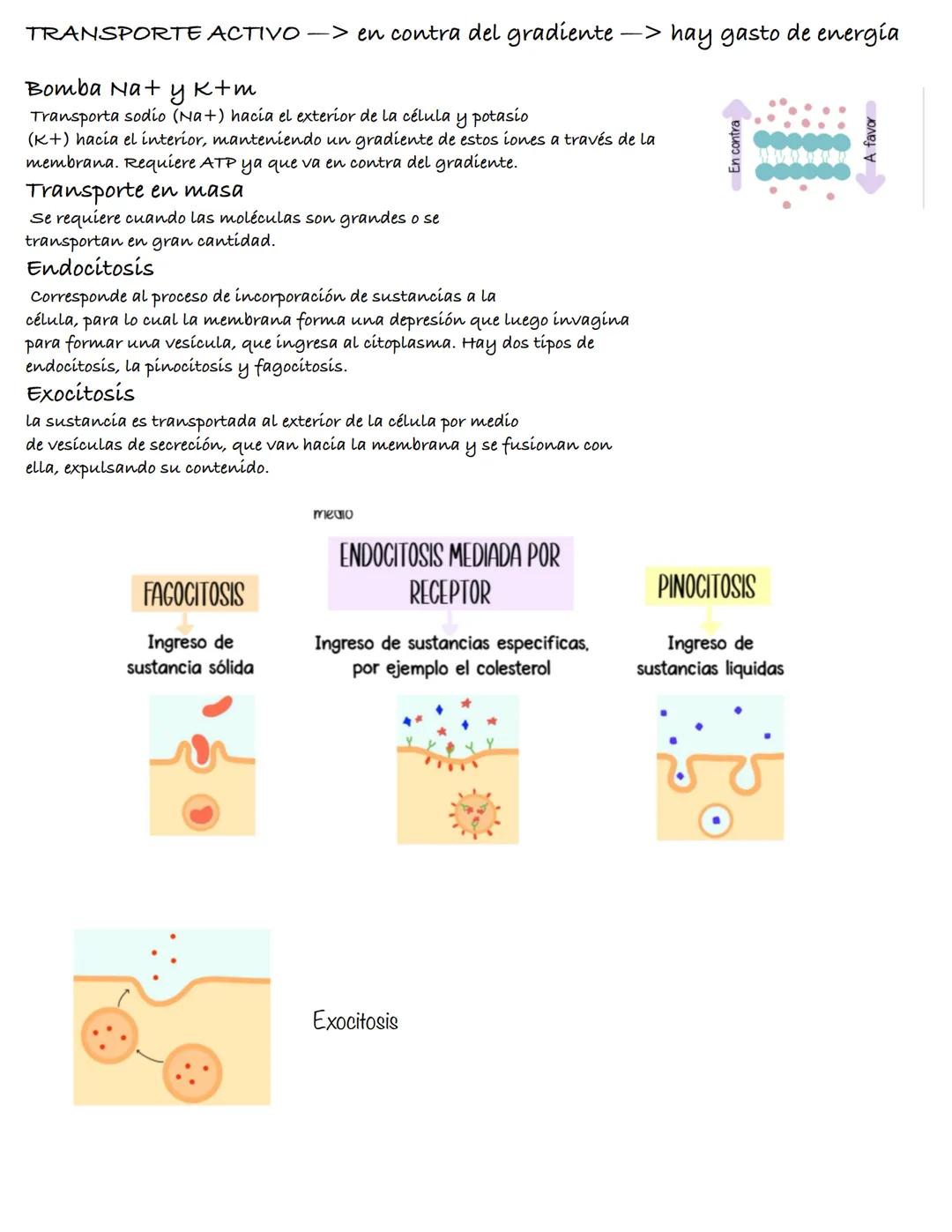 Método científico
• El método científico es el estudio empírico
controlado, crítico y sistemático de hipótesis
que intentan explicar presunt